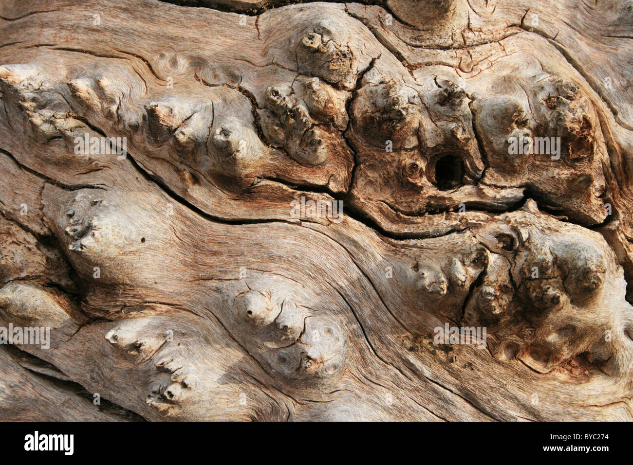 Grain du bois de peuplier fissuré hérissés d'arrière-plan Banque D'Images