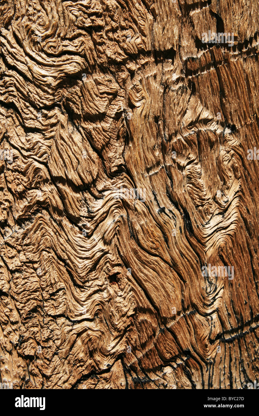 En grain en bois vieilli old weathered pine tree trunk Banque D'Images