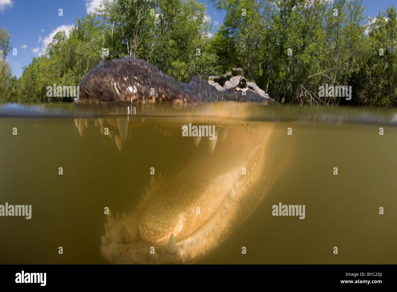 Alligator Alligator mississippiensis ( ), Big Cypress National Preserve, Floride, États-Unis d'Amérique du Nord ( - ) d'eau douce Banque D'Images