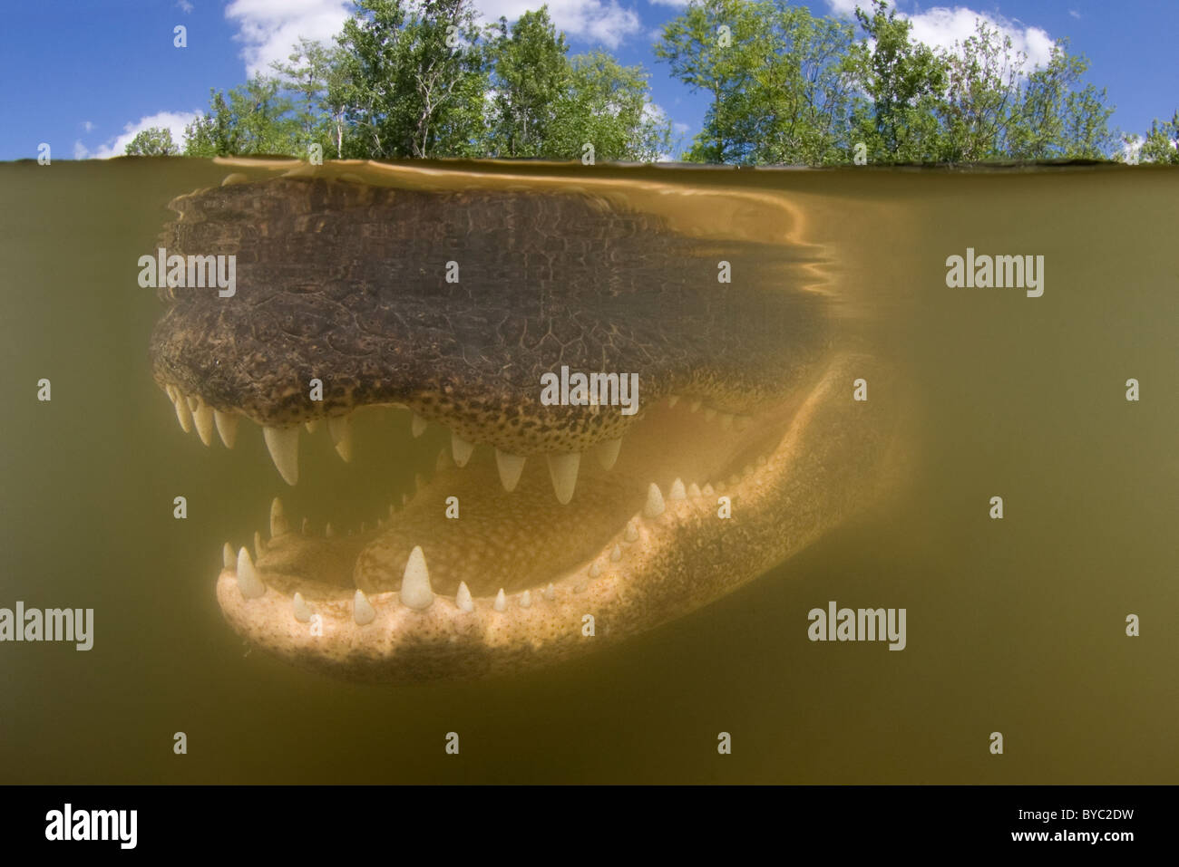 Alligator Alligator mississippiensis ( ), Big Cypress National Preserve, Floride, États-Unis d'Amérique du Nord ( - ) d'eau douce Banque D'Images