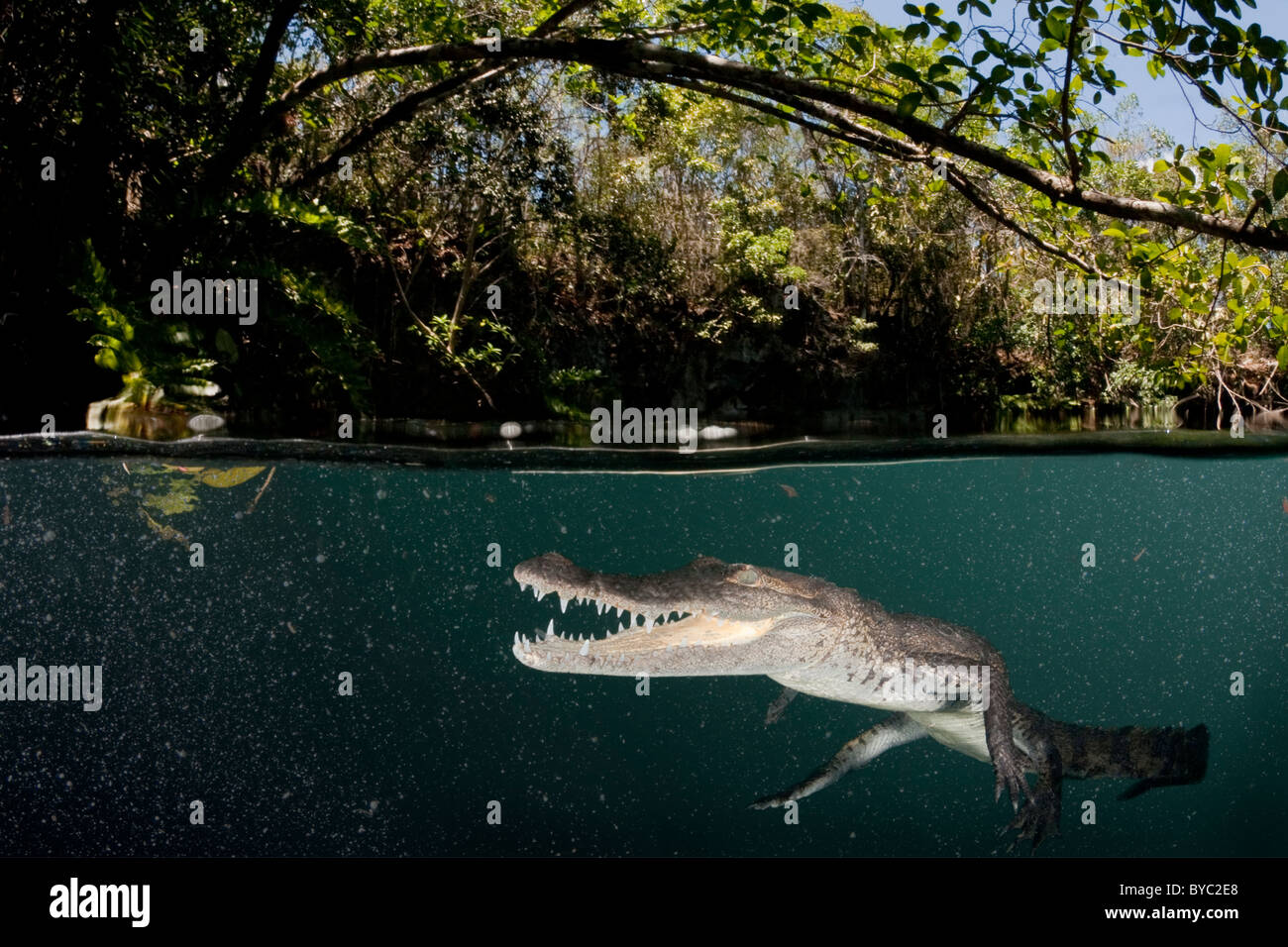 Morelet's crocodile, Crocodylus moreletii, péninsule du Yucatan, Mexique Banque D'Images