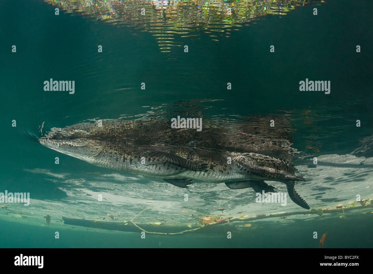 Morelet's crocodile, Crocodylus moreletii, péninsule du Yucatan, Mexique Banque D'Images