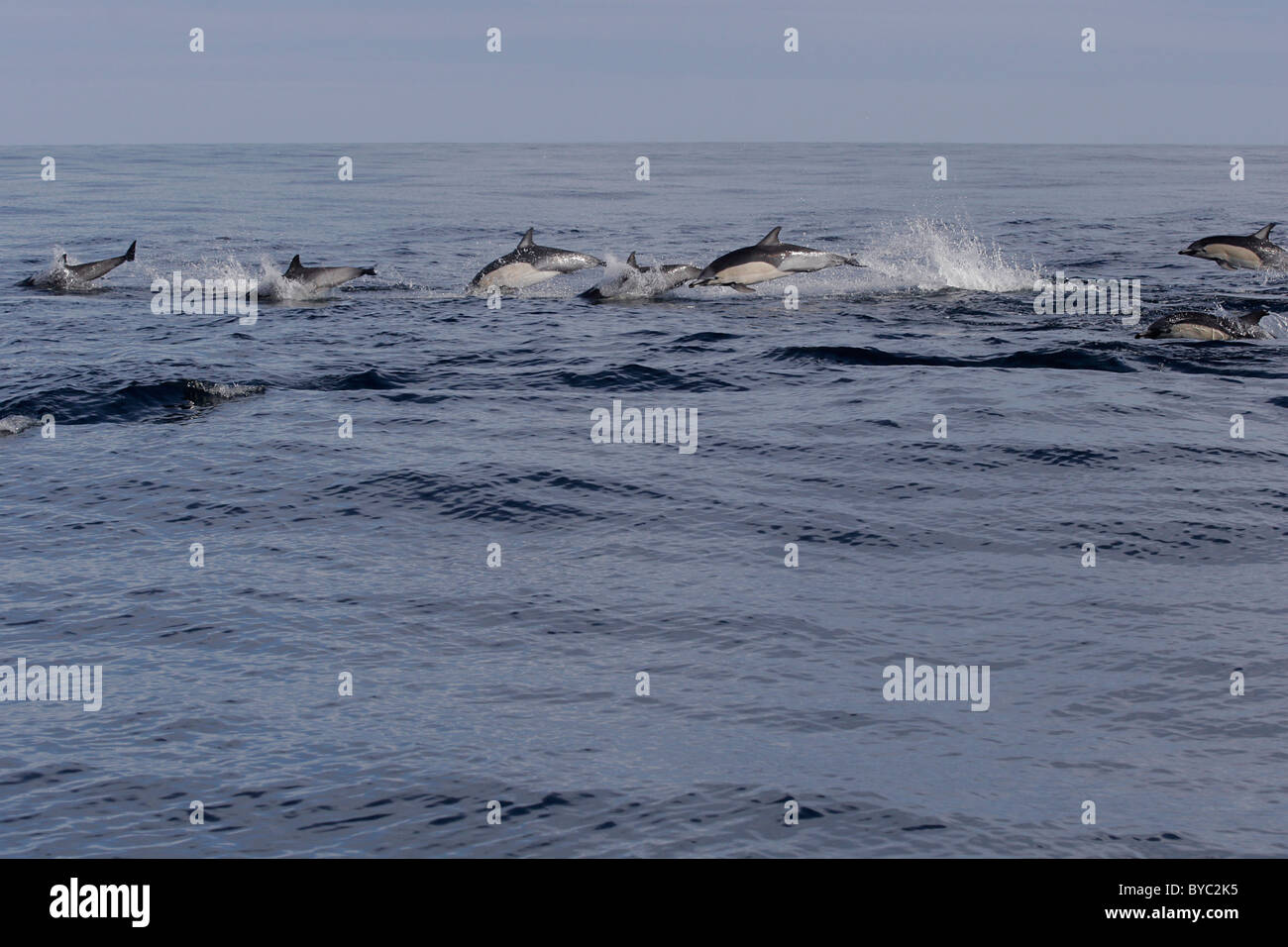 Les dauphins à bec court (Delphinus delphis ) marsouinage, San Diego en Californie aux États-Unis. Banque D'Images