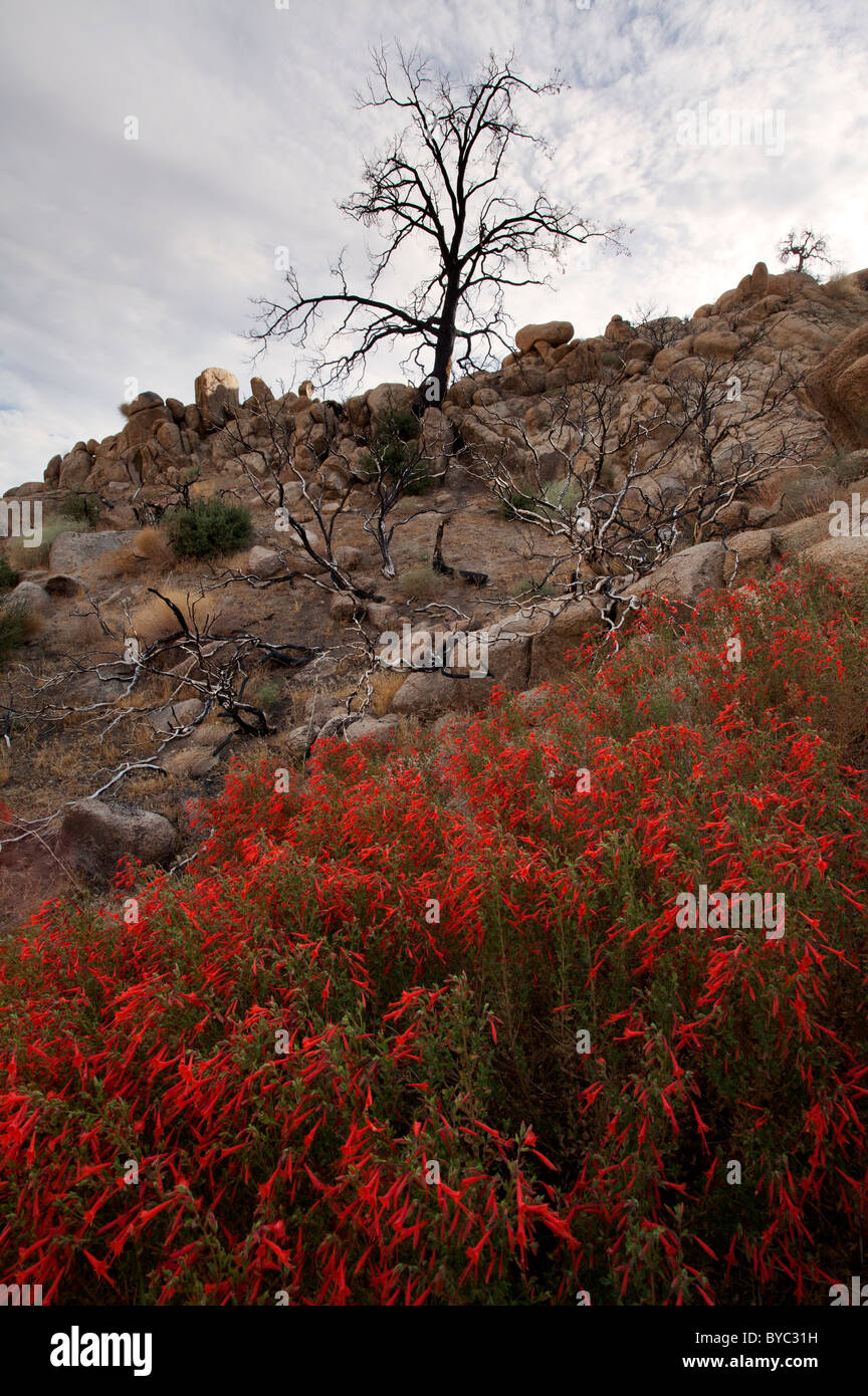 Fuchsia de Californie fleurit à Pioneertown Préserver la montagne, désert de Mojave, en Californie. Banque D'Images