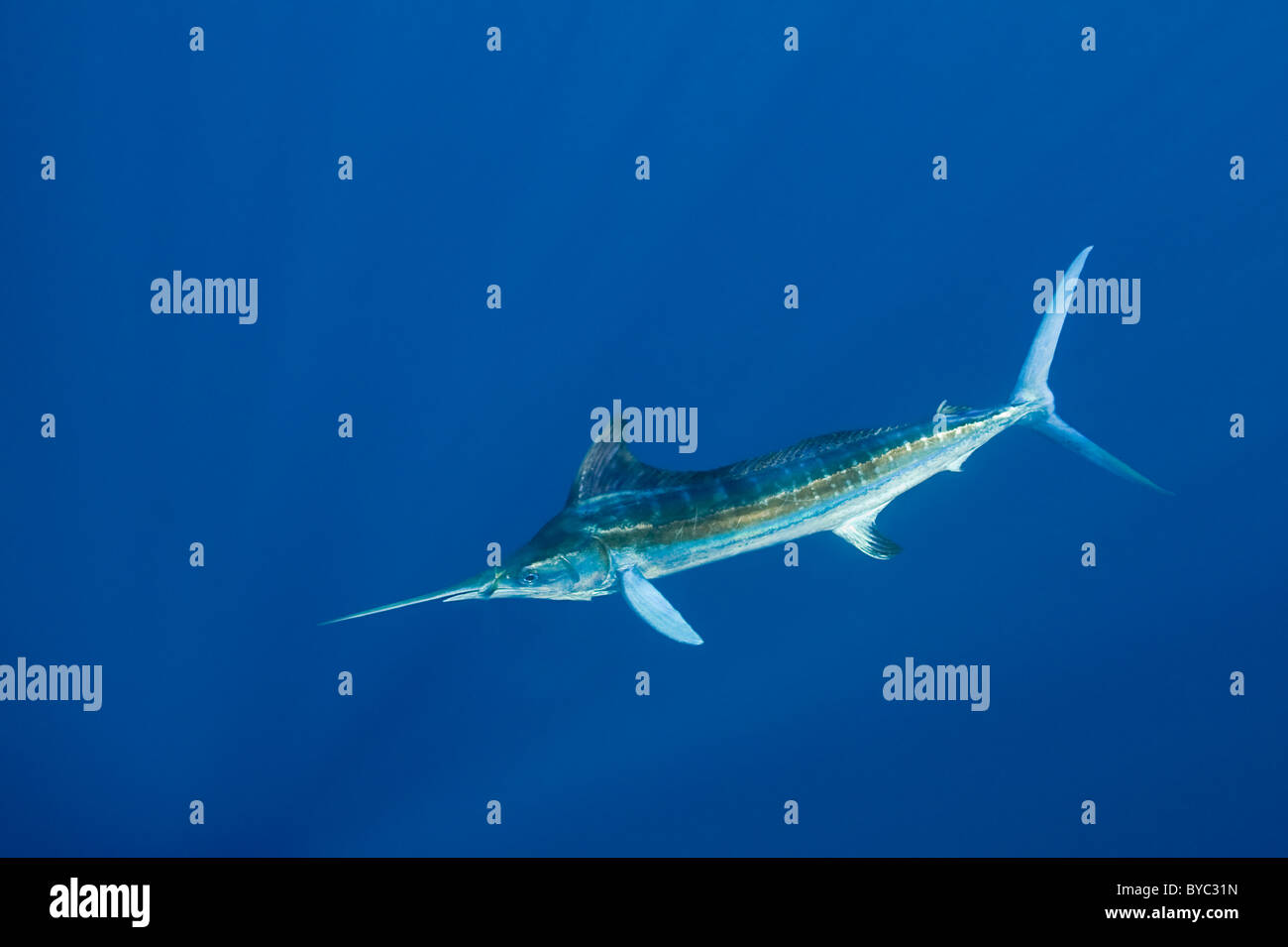 Le makaire blanc Tetrapturus albidus, manger un poisson-appât, au large de la péninsule du Yucatan, Mexique ( Mer des Caraïbes ) Banque D'Images