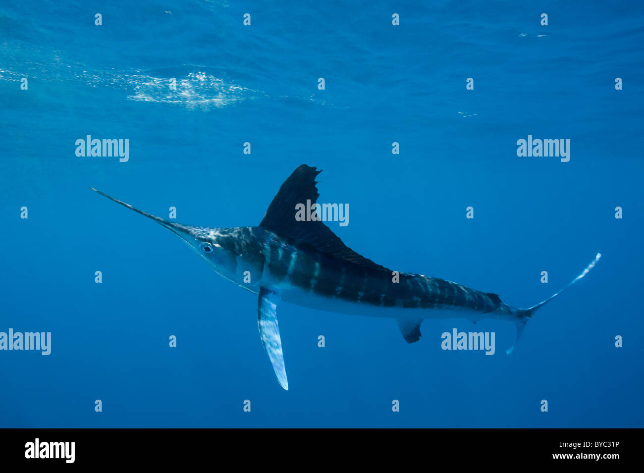 Le makaire blanc Tetrapturus albidus, au large de la péninsule du Yucatan, Mexique ( Mer des Caraïbes ) Banque D'Images