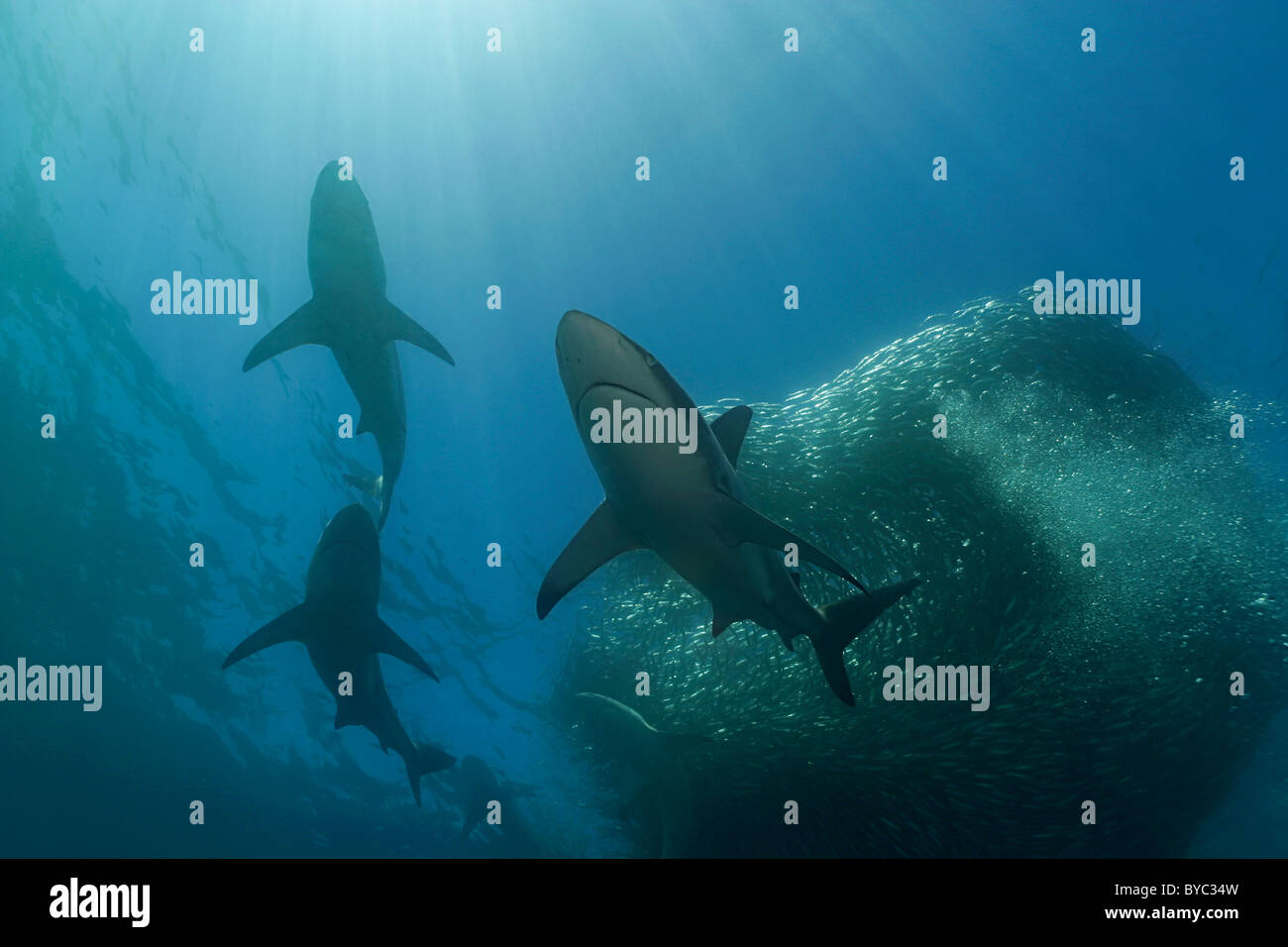 Les requins en cuivre ou en bronze de baleines se nourrissent d'un appât ball de sardines Sardine Run pendant, Afrique du Sud Banque D'Images