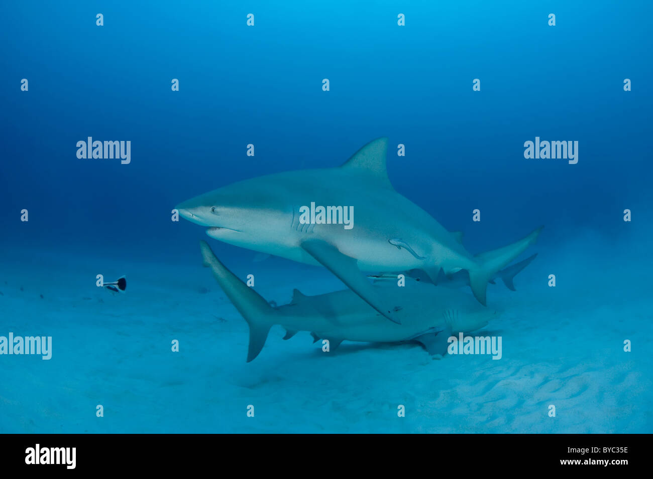 Les requins taureau, Carcharhinus leucas, Playa del Carmen, Cancun, Quintana Roo, Yucatan, Mexique (Caraïbes Banque D'Images