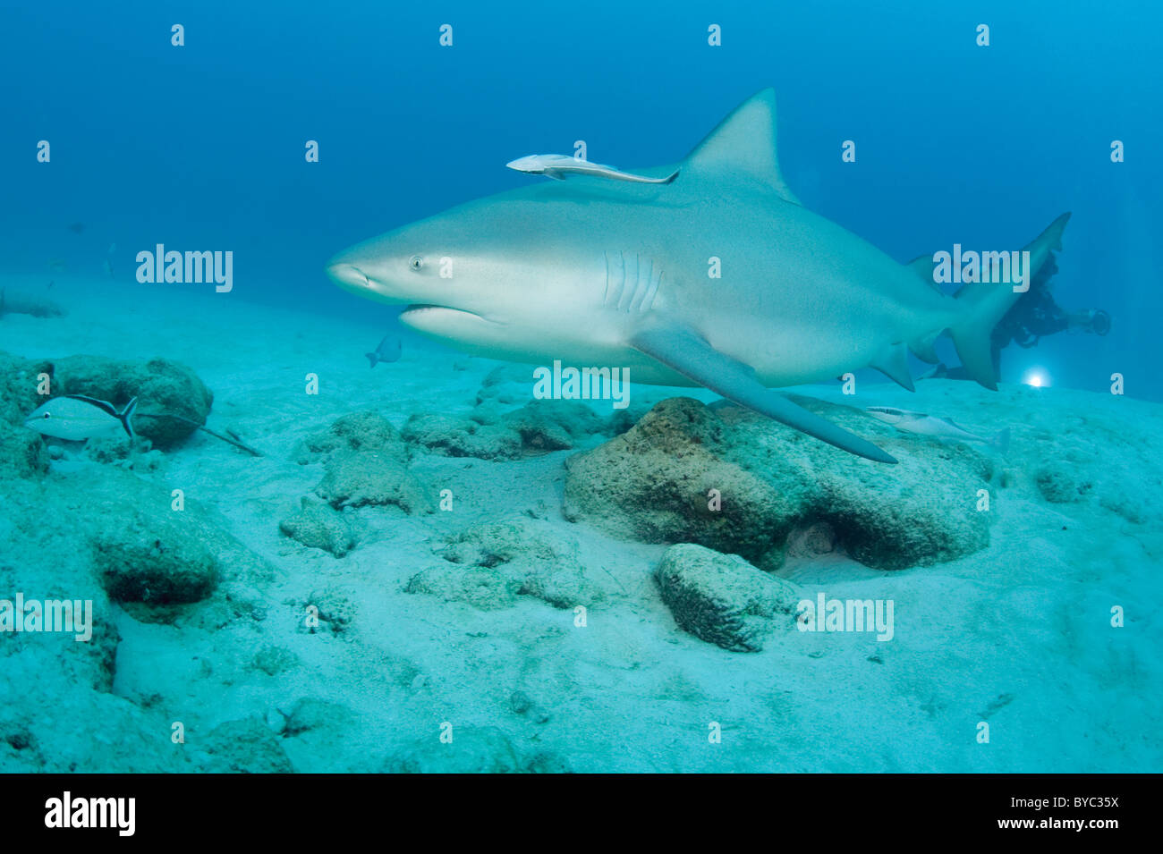 Les requins taureau, Carcharhinus leucas, Playa del Carmen, Cancun, Quintana Roo, Yucatan, Mexique ( Mer des Caraïbes ) Banque D'Images