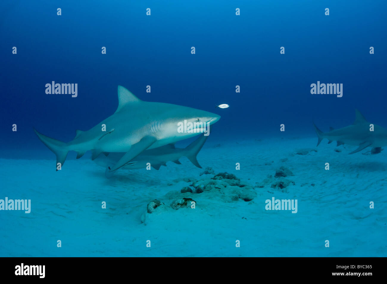 Les requins taureau, Carcharhinus leucas, Playa del Carmen, Cancun, Quintana Roo, Yucatan, Mexique ( Mer des Caraïbes ) Banque D'Images