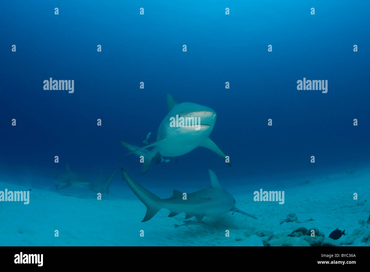 Les requins taureau, Carcharhinus leucas, Playa del Carmen, Cancun, Quintana Roo, Yucatan, Mexique ( Mer des Caraïbes ) Banque D'Images