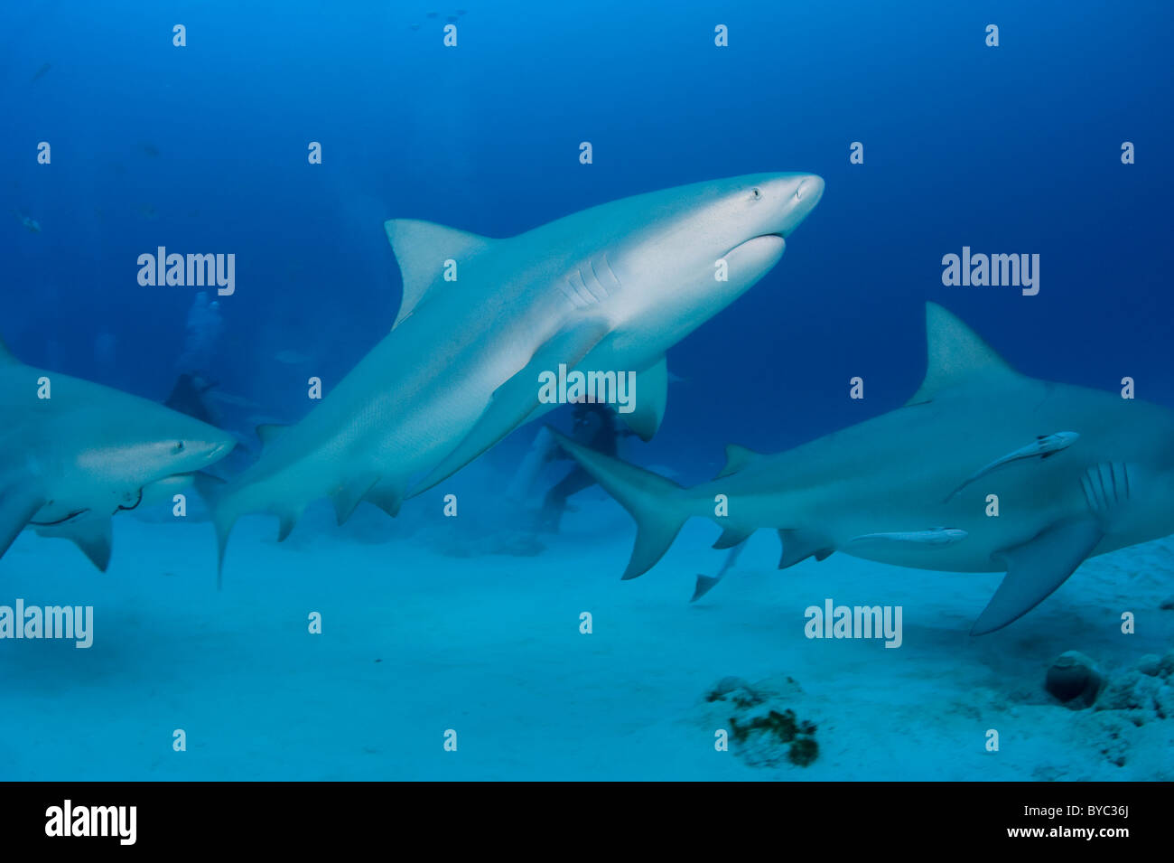 Les requins taureau, Carcharhinus leucas, Playa del Carmen, Cancun, Quintana Roo, Yucatan, Mexique ( Mer des Caraïbes ) Banque D'Images