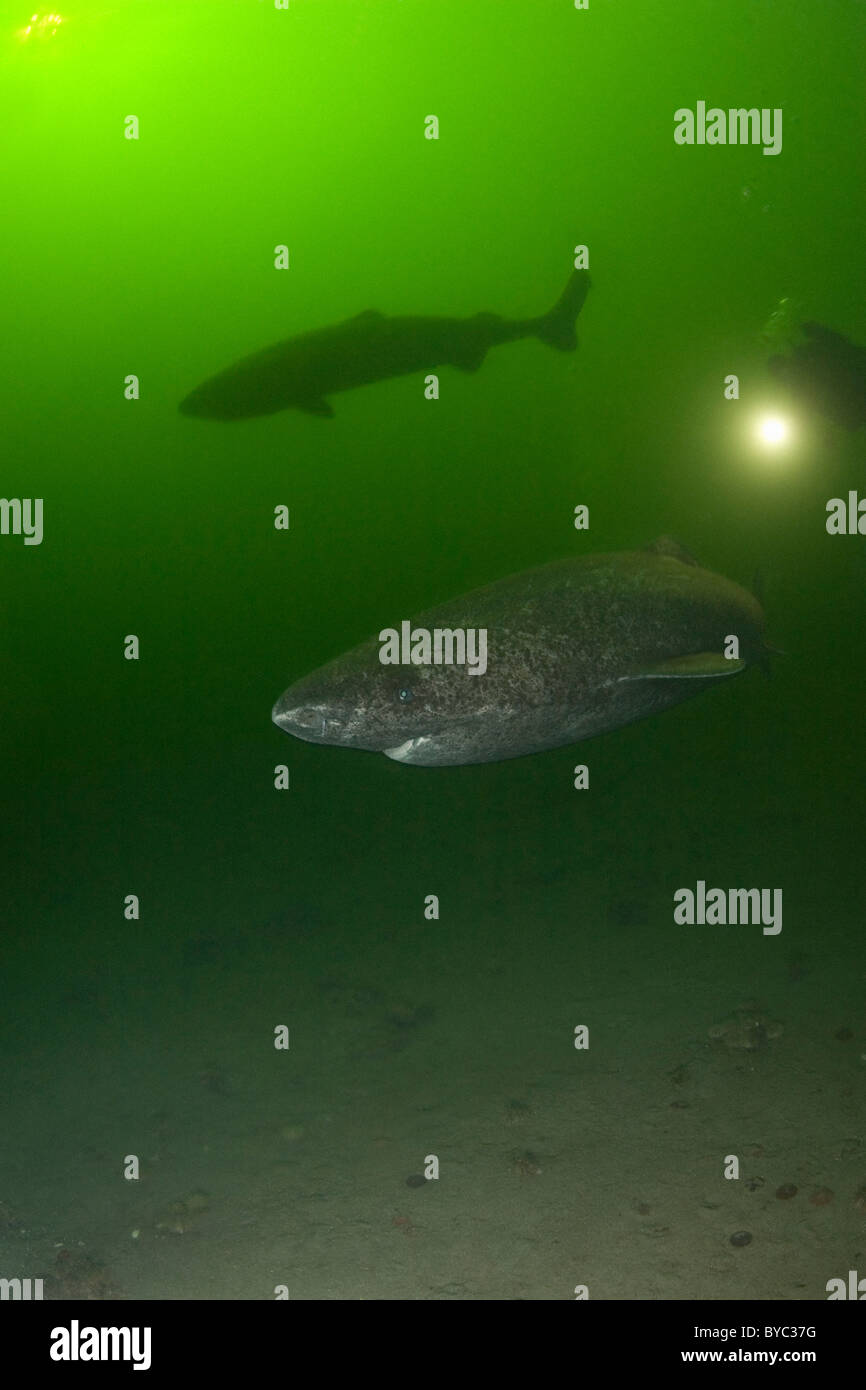 Les requins du Groenland sleeper, Somniosus microcephalus et plongeur, estuaire du Saint-Laurent, Canada Banque D'Images