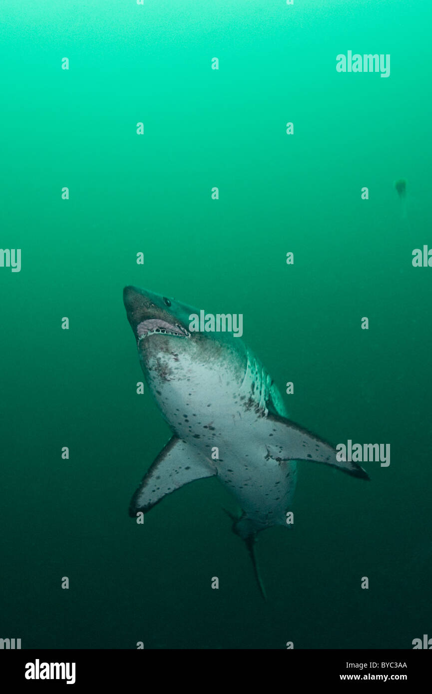 Lamna ditropis saumon, requin, Prince William Sound, Alaska, États-Unis d'Amérique Banque D'Images