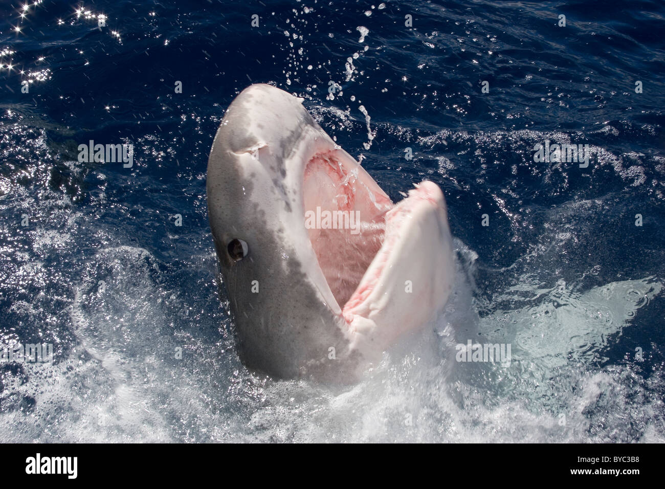 Requin tigre (Galeocerdo cuvier ) se précipitant pour l'appât, North Shore, Oahu, Hawaii, USA ( Centre de l'océan Pacifique ) Banque D'Images