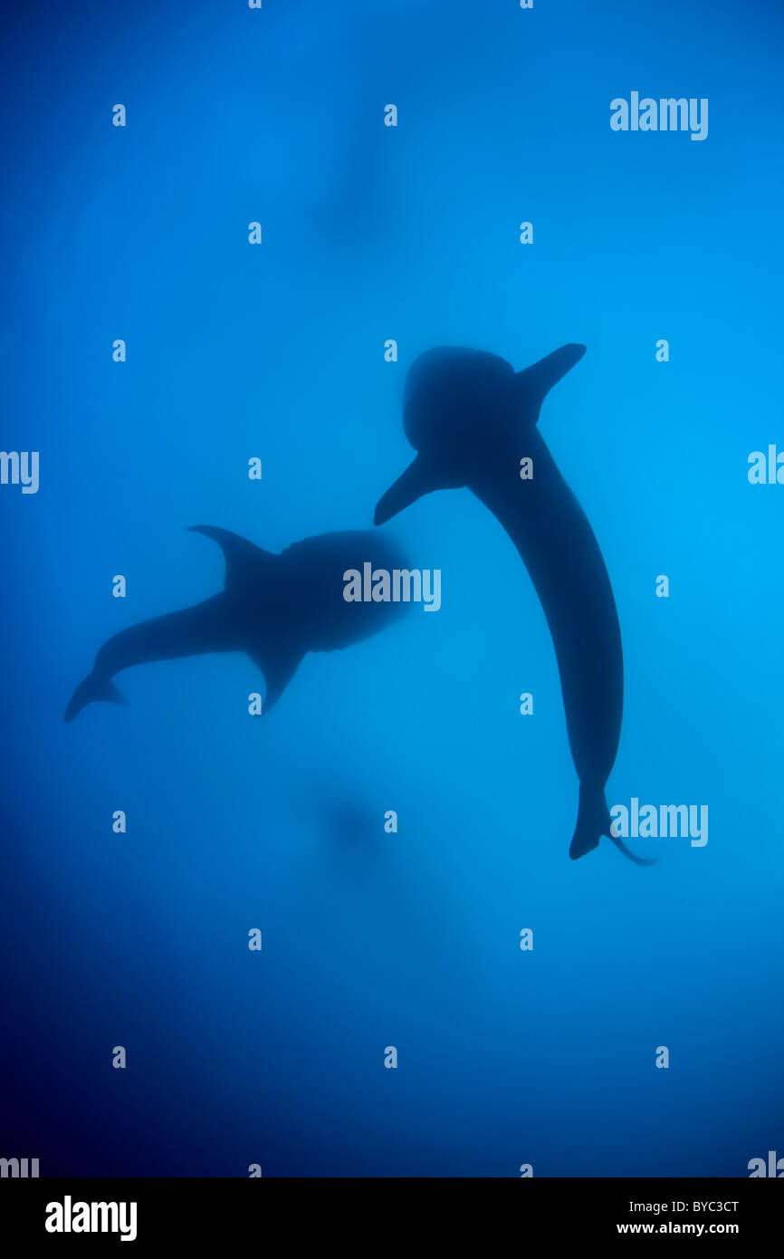 Requins baleine, Rhincodon typus, se nourrissant de poissons fraient, Belize Banque D'Images