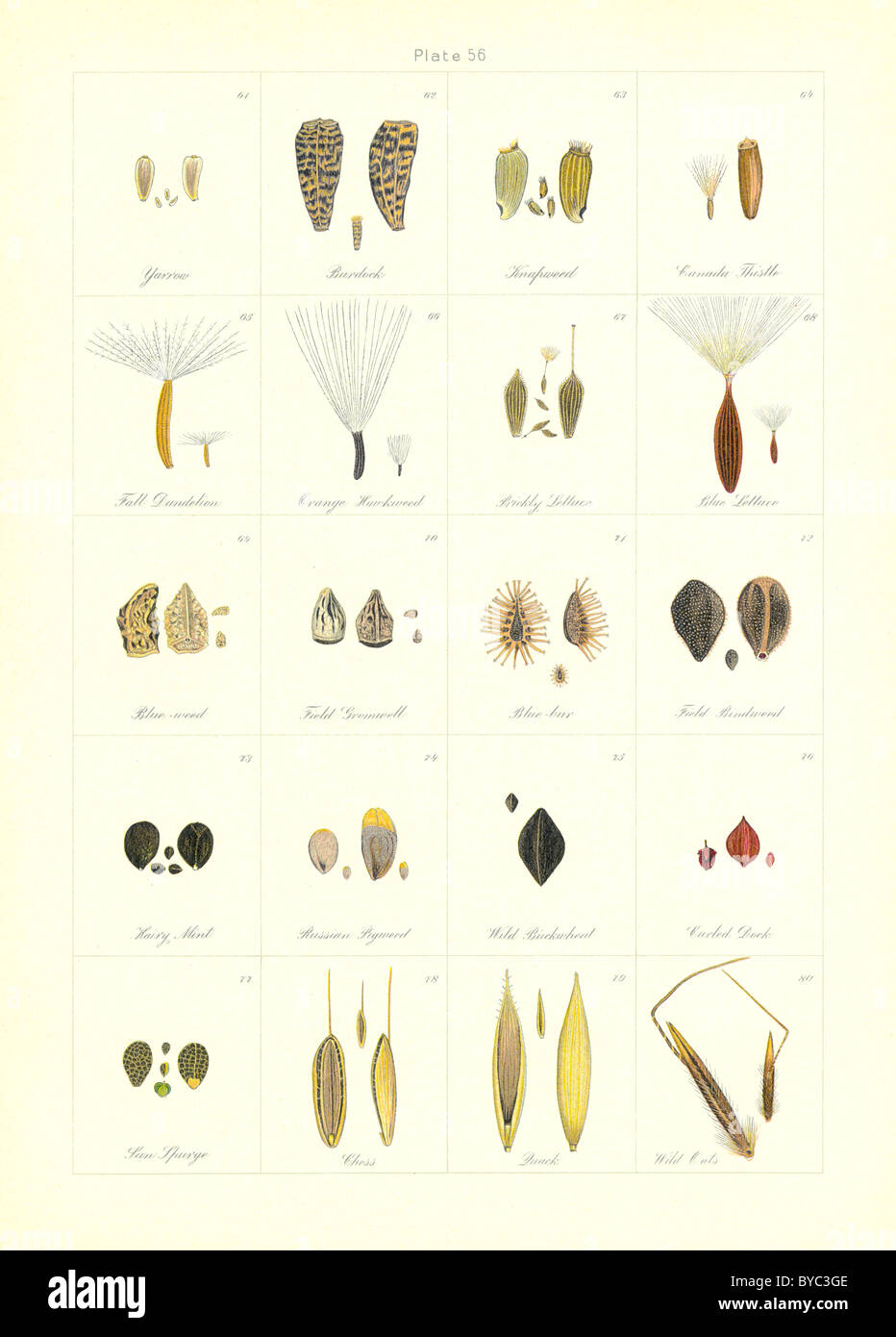 Les mauvaises herbes agricoles (1906) : leurs graines [Détail], illustré par Norman Criddle (lignes individuelles sont en vente à résolution plus élevée) Banque D'Images
