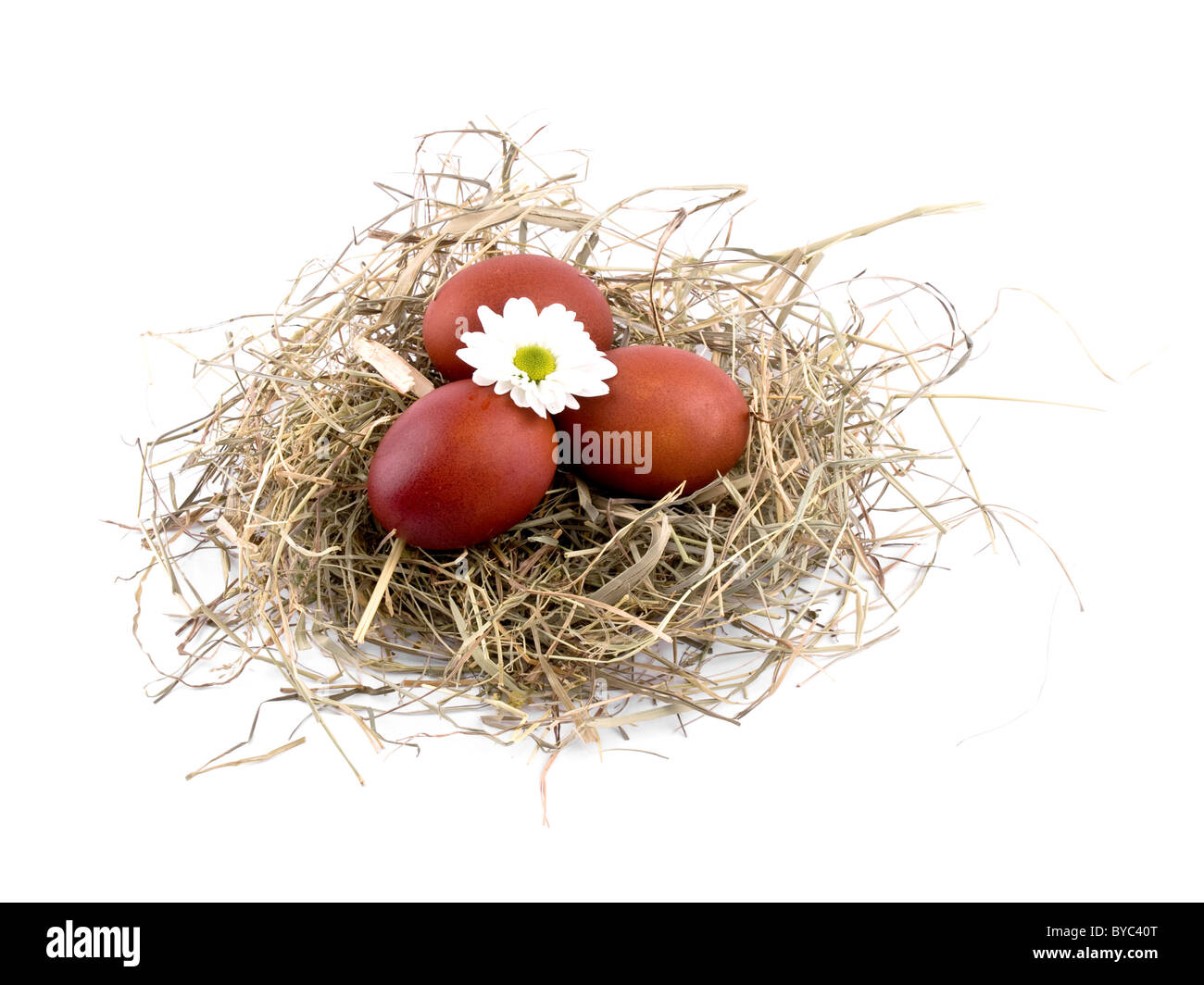 Brun oeufs de Pâques dans le nid avec seul oxeye daisy fleur sur fond blanc Banque D'Images Brun oeufs de Pâques dans le nid avec seul oxeye daisy fleur sur fond blanc Banque D'Images
