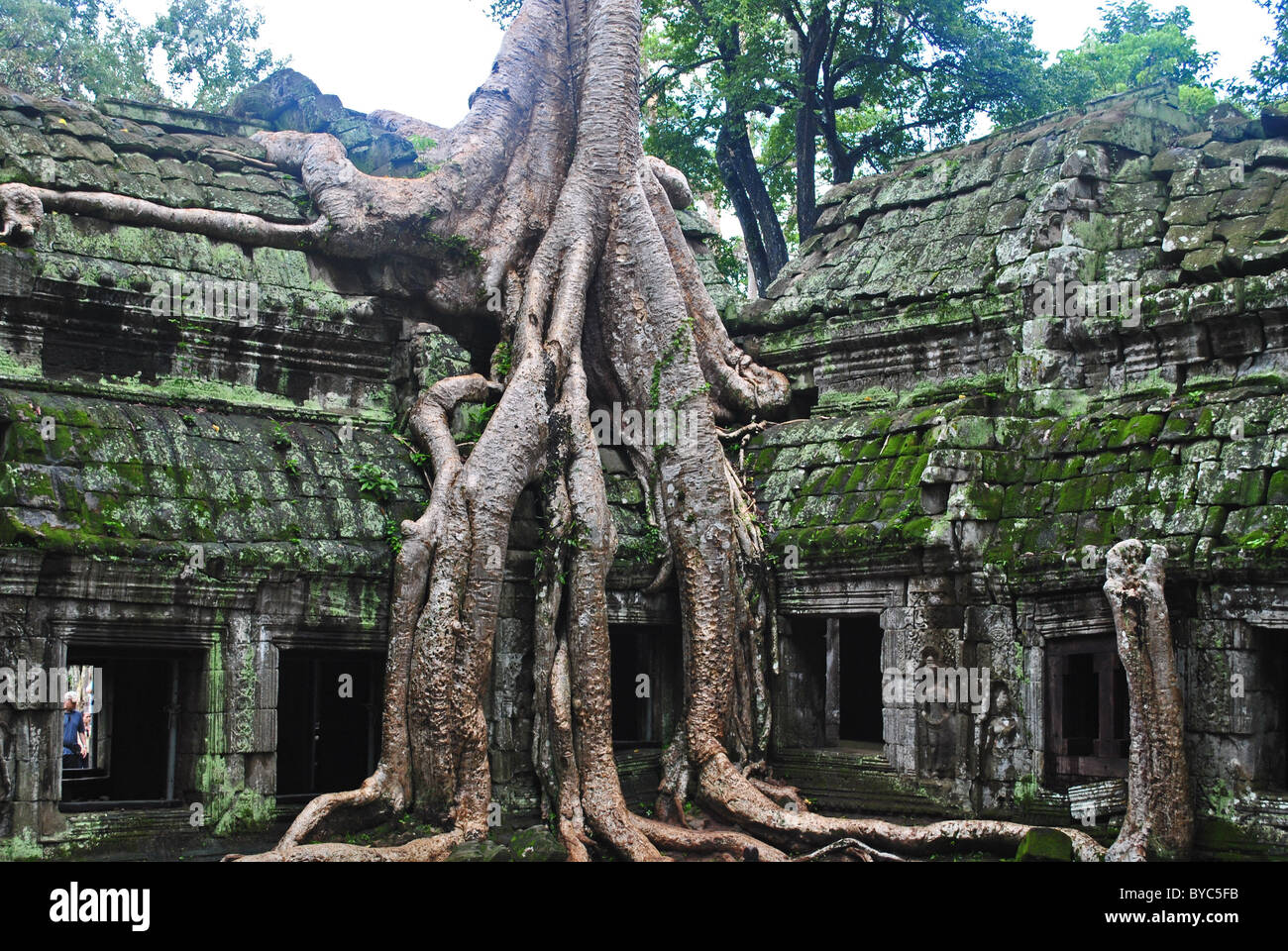 Ficus Gibbosa les racines des arbres à Ta Prohm Temple, Cambodge Banque D'Images