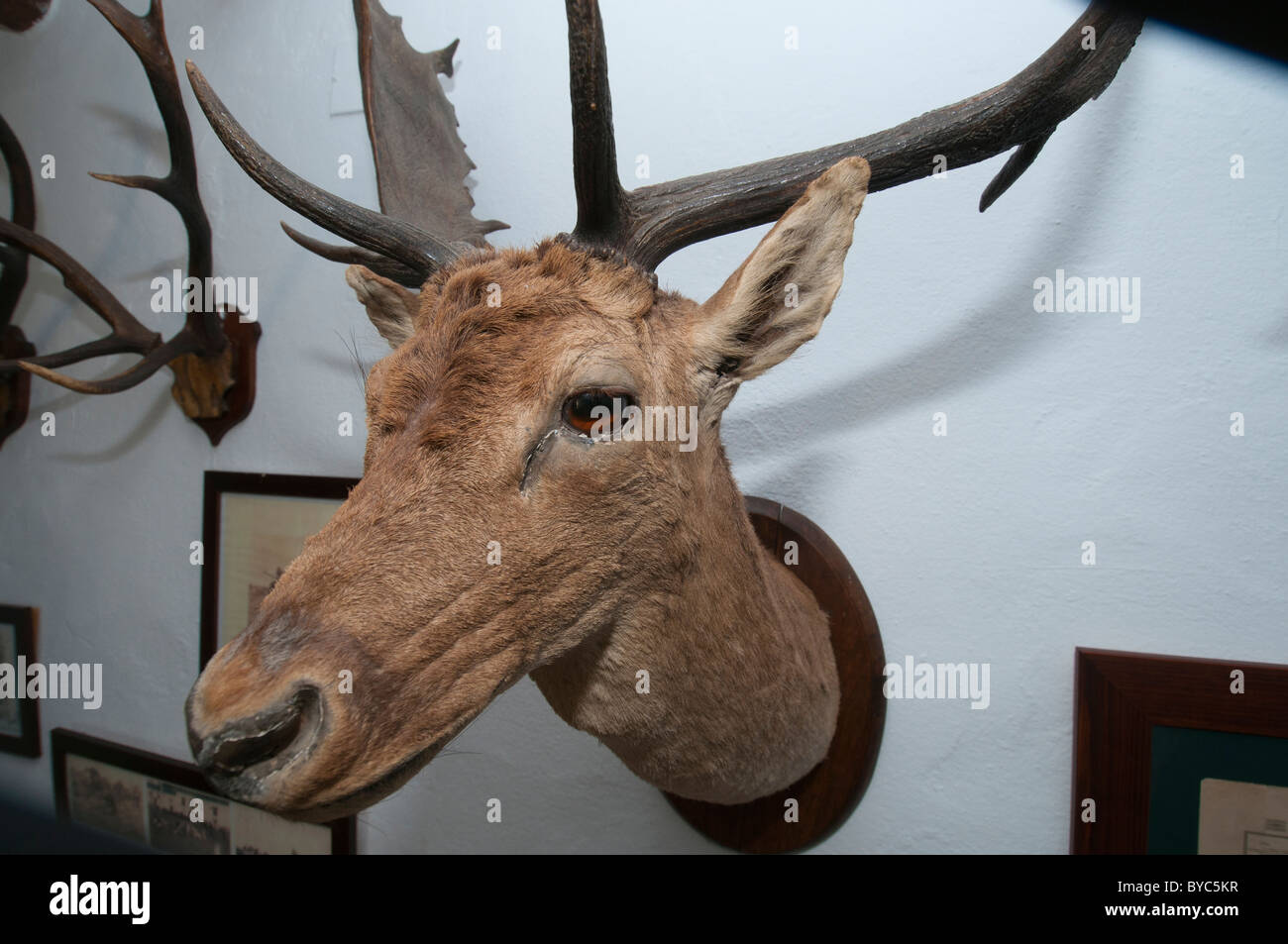 Tête de cerf en peluche accroché sur un mur comme un trophée de chasse  Photo Stock - Alamy