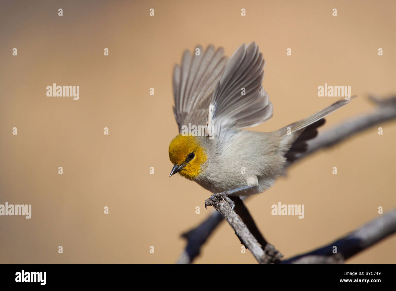 Verdin Banque D'Images