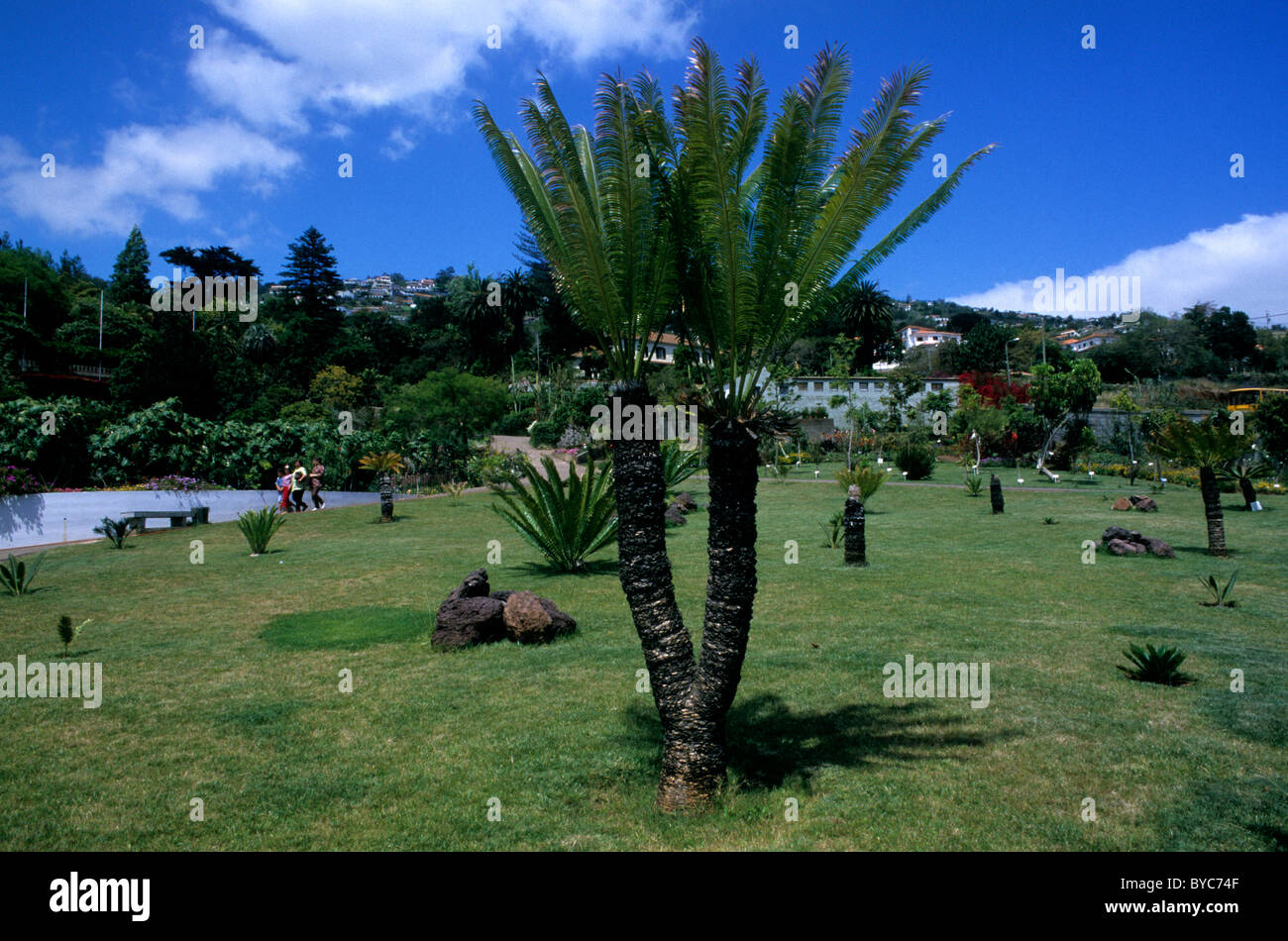 Le Jardim Botânico (Jardin Botanique) près de Funchal, sur l'île de Madère l'Atlantique Banque D'Images