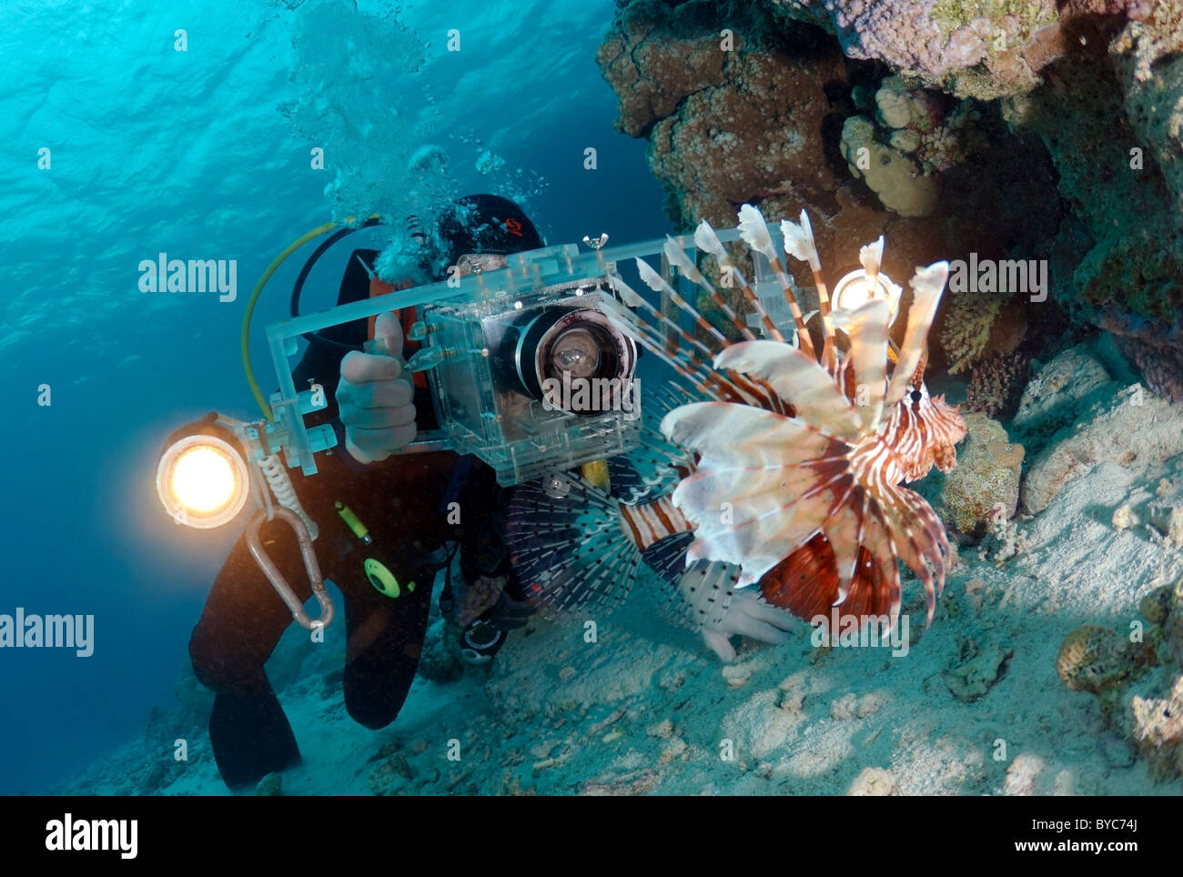 Tournage vidéo-opérateur (poissons-papillons Pterois volitans) Banque D'Images