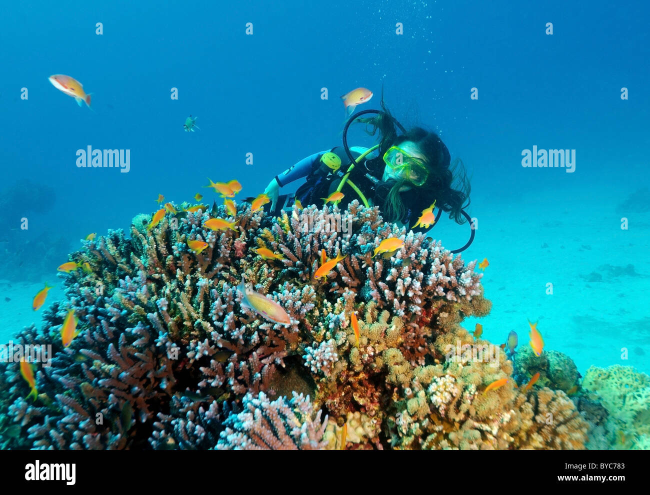 Plongeur femelle regarde sur coralfish queue de lyre basslet (Pseudanthias squamipinnis) Banque D'Images