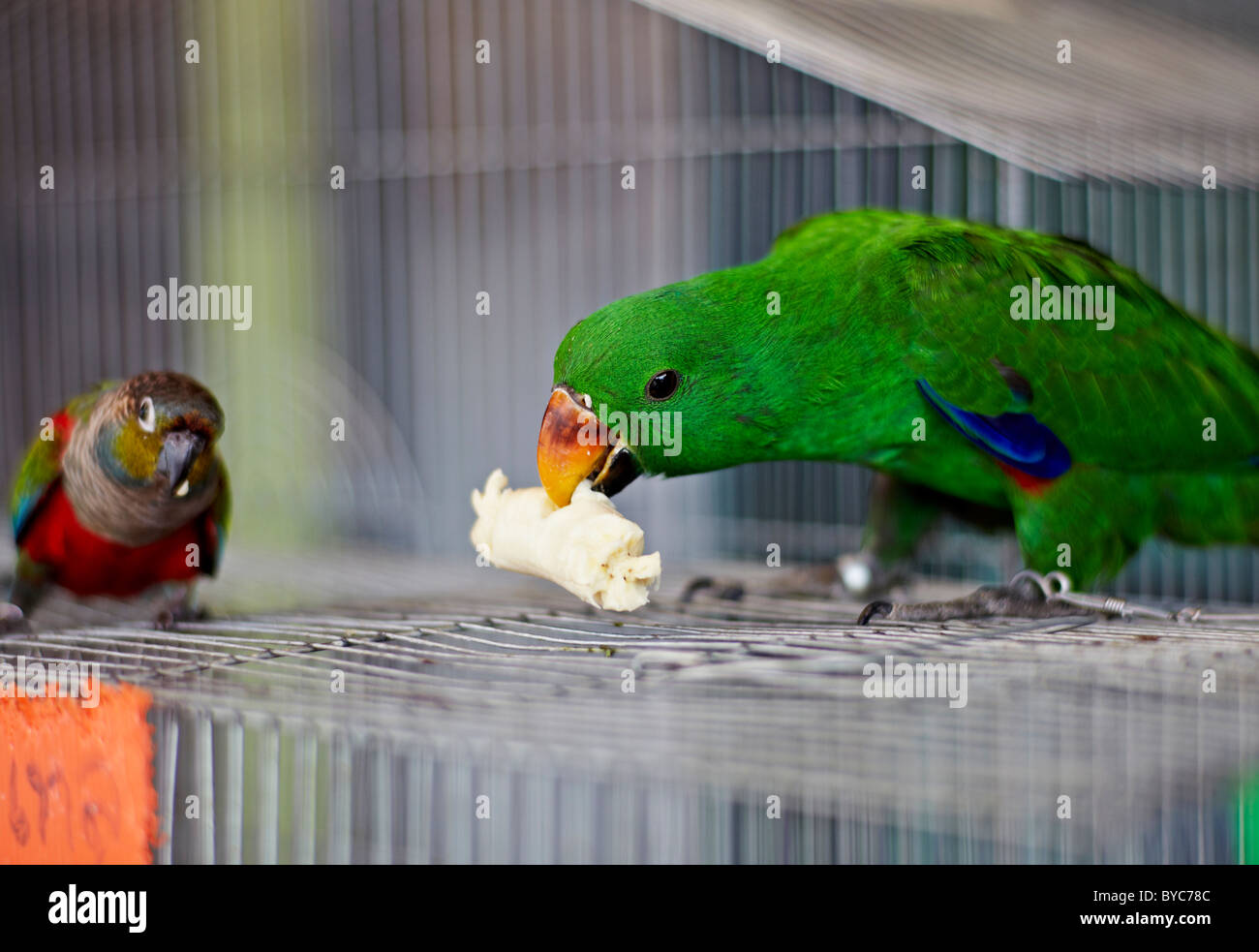 Animaux amusants. Le parakeet et petit ami de Robert se battent sur une banane. Banque D'Images