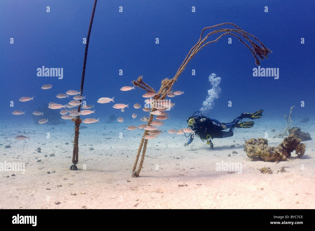 Plongeur femelle regarde sur banc de poissons Banque D'Images