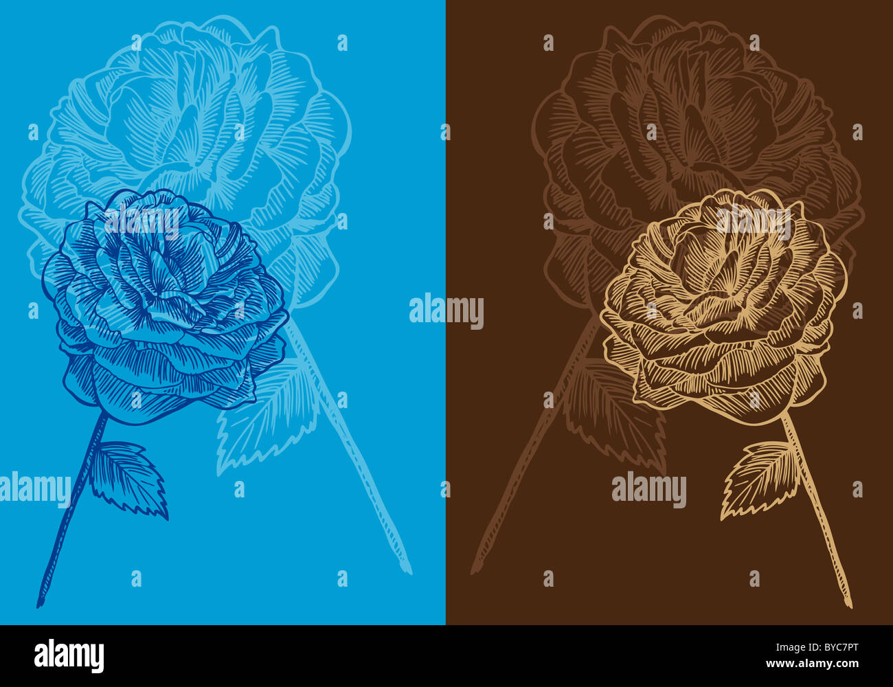 Une image d'une rose. Banque D'Images