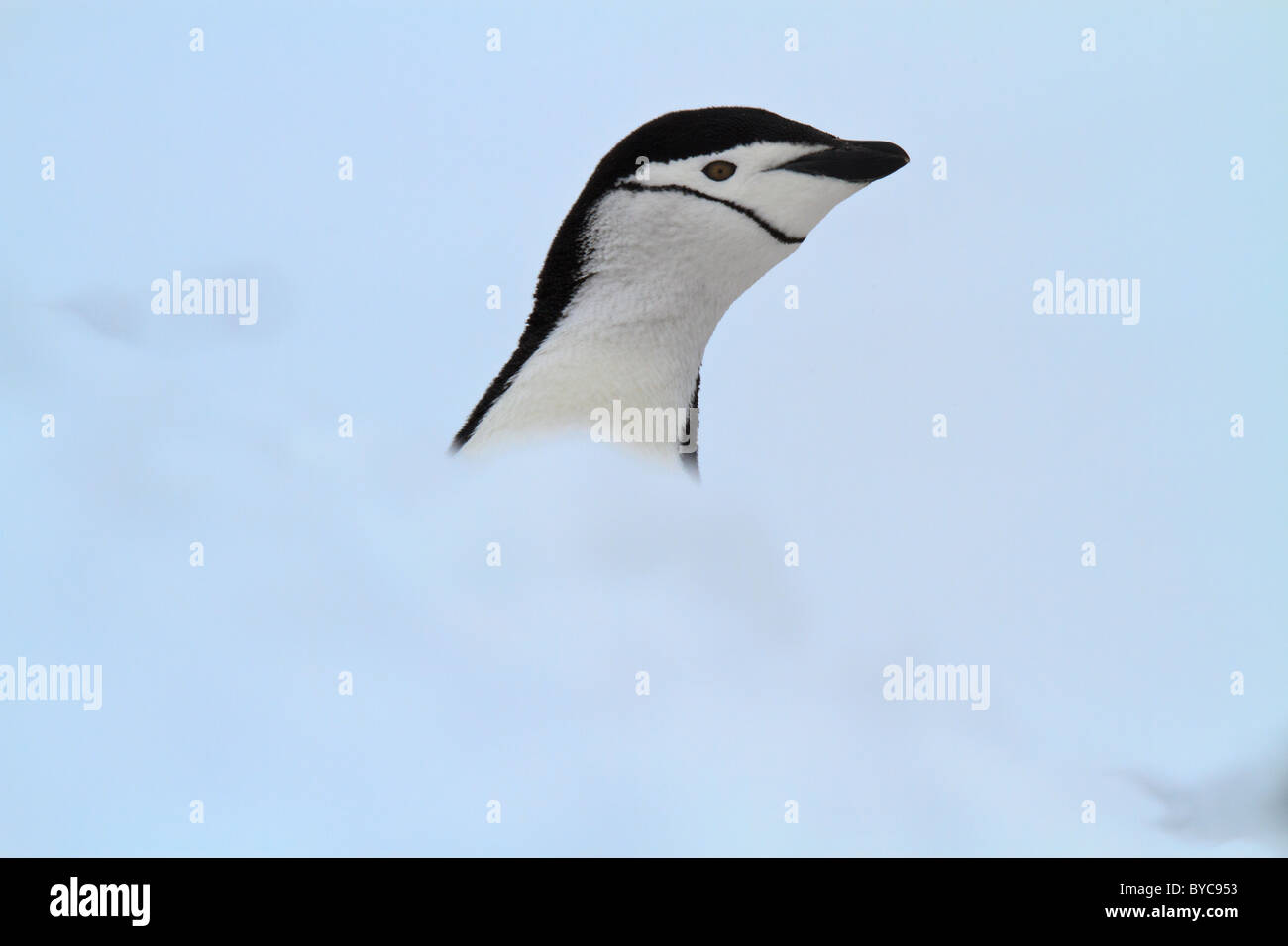 Manchot à Jugulaire (Pygoscelis antarcticus), Île de la demi-lune, Shetland du Sud, l'Antarctique Banque D'Images