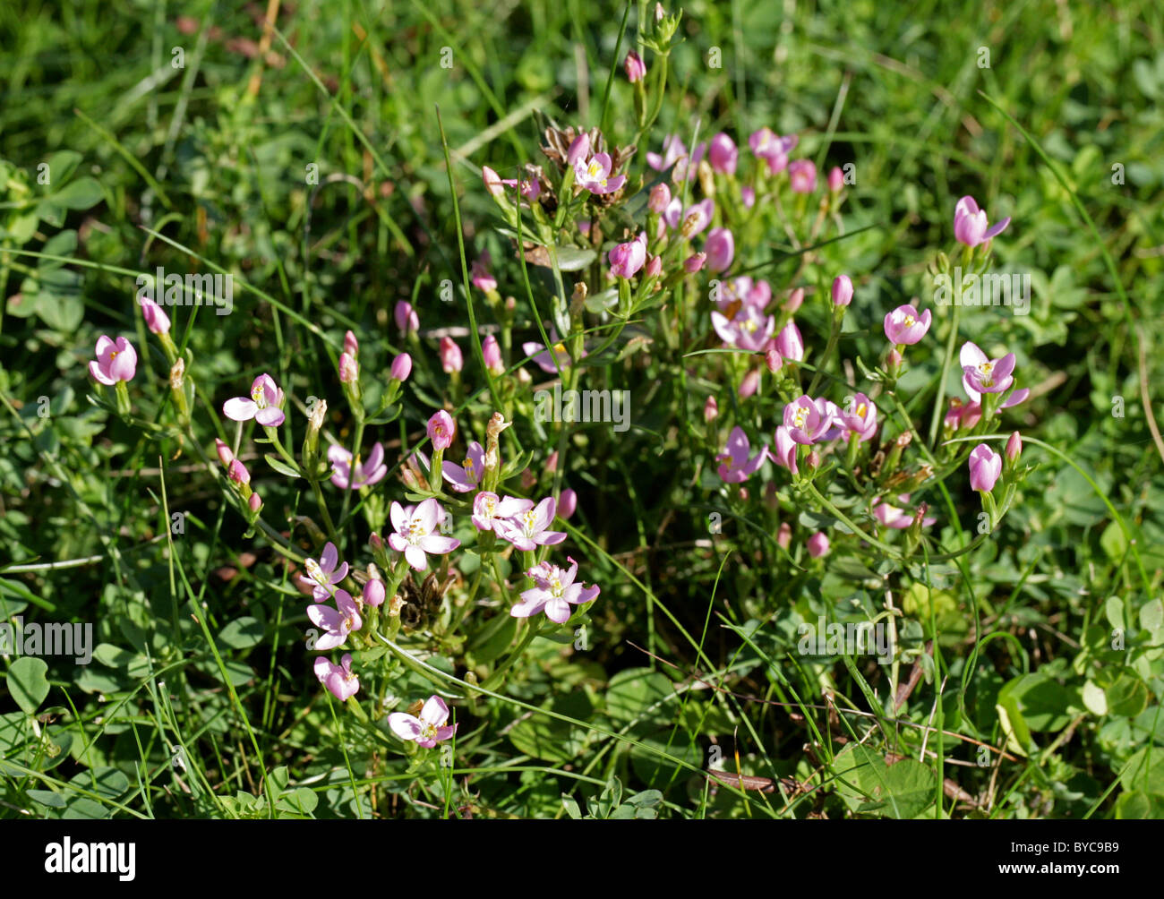 Centaurée Centaurium erythraea, commune, Gentianaceae. La fleur sauvage. Banque D'Images
