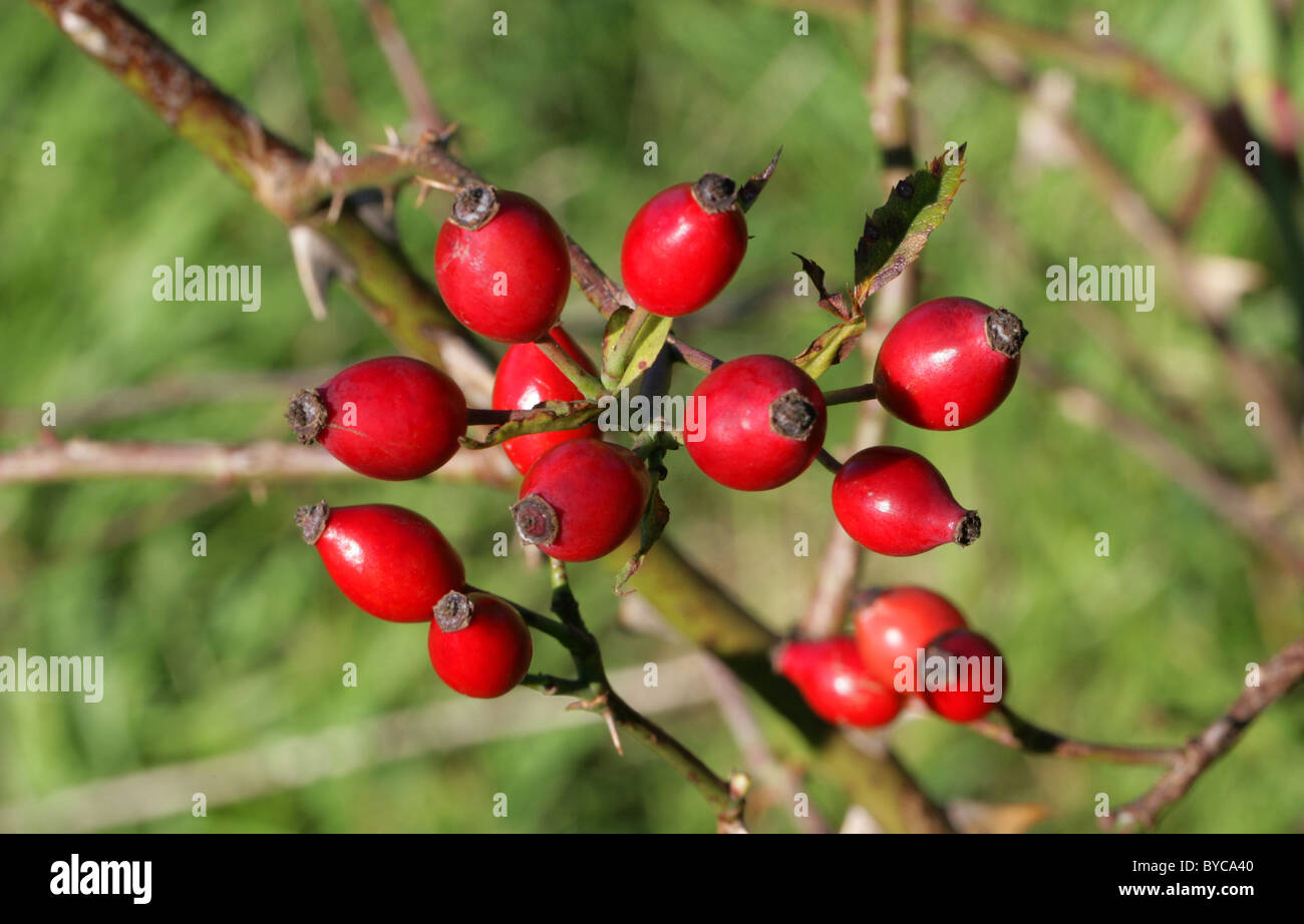 Les Cynorrhodons, Dog Rose, rosa canina, Rosaceae. Banque D'Images