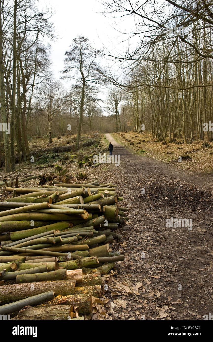 Norsey Woods Essex - Sciage empilées sur le côté d'un chemin dans Norsey woods dans l'Essex. Banque D'Images