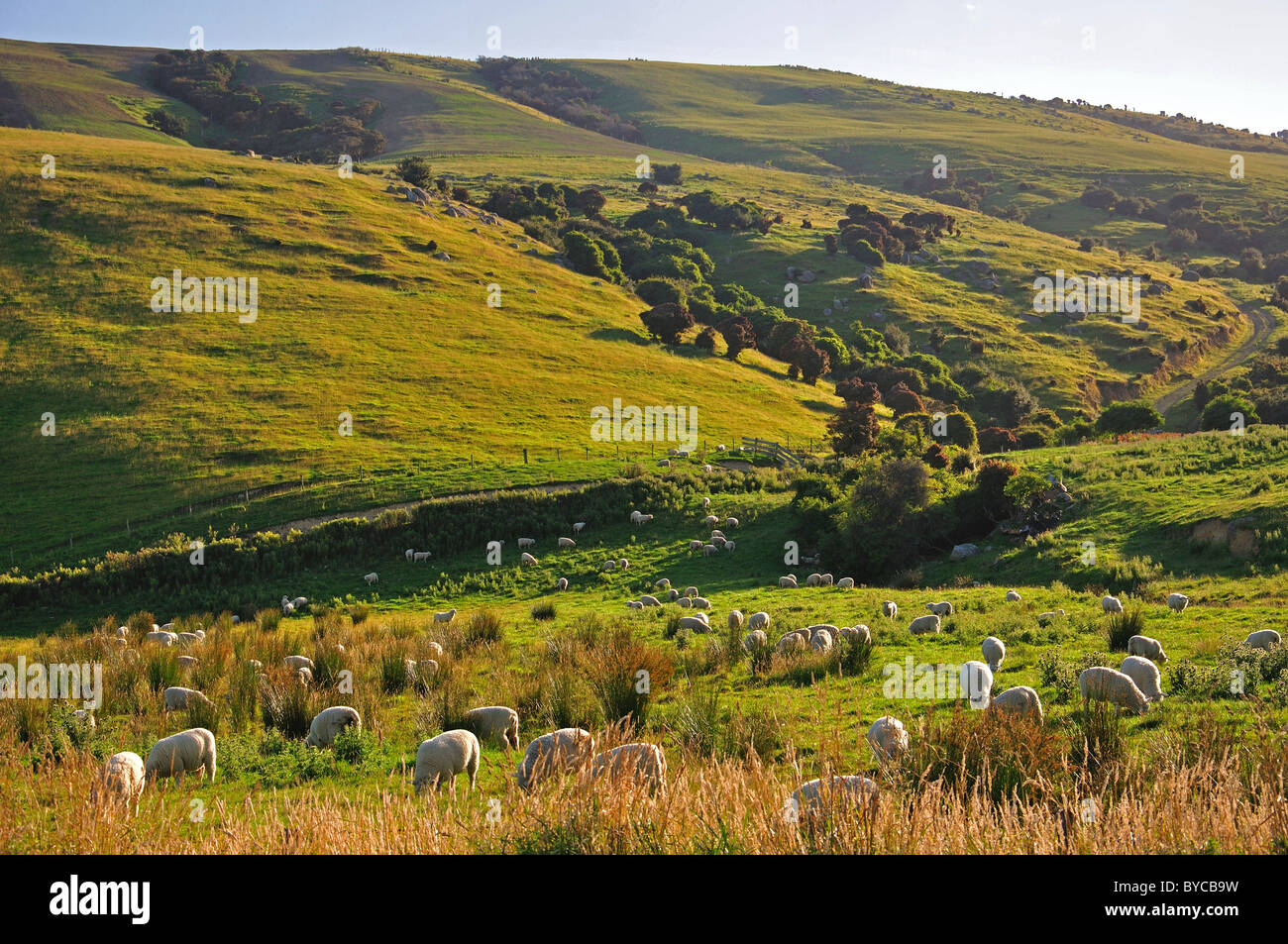 Vue paysage dans le sud de l'itinéraire touristique à travers la région des Catlins, Southland, île du Sud, Nouvelle-Zélande Banque D'Images