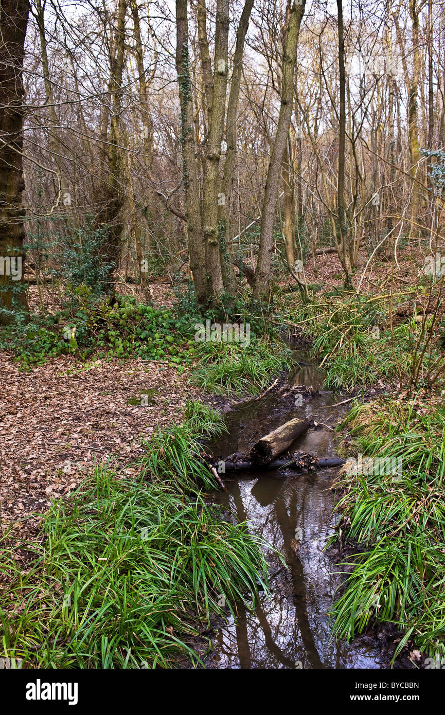 Nosey Woods Essex - un petit ruisseau qui traverse le ruisseau Norsey Woods dans l'Essex. Banque D'Images