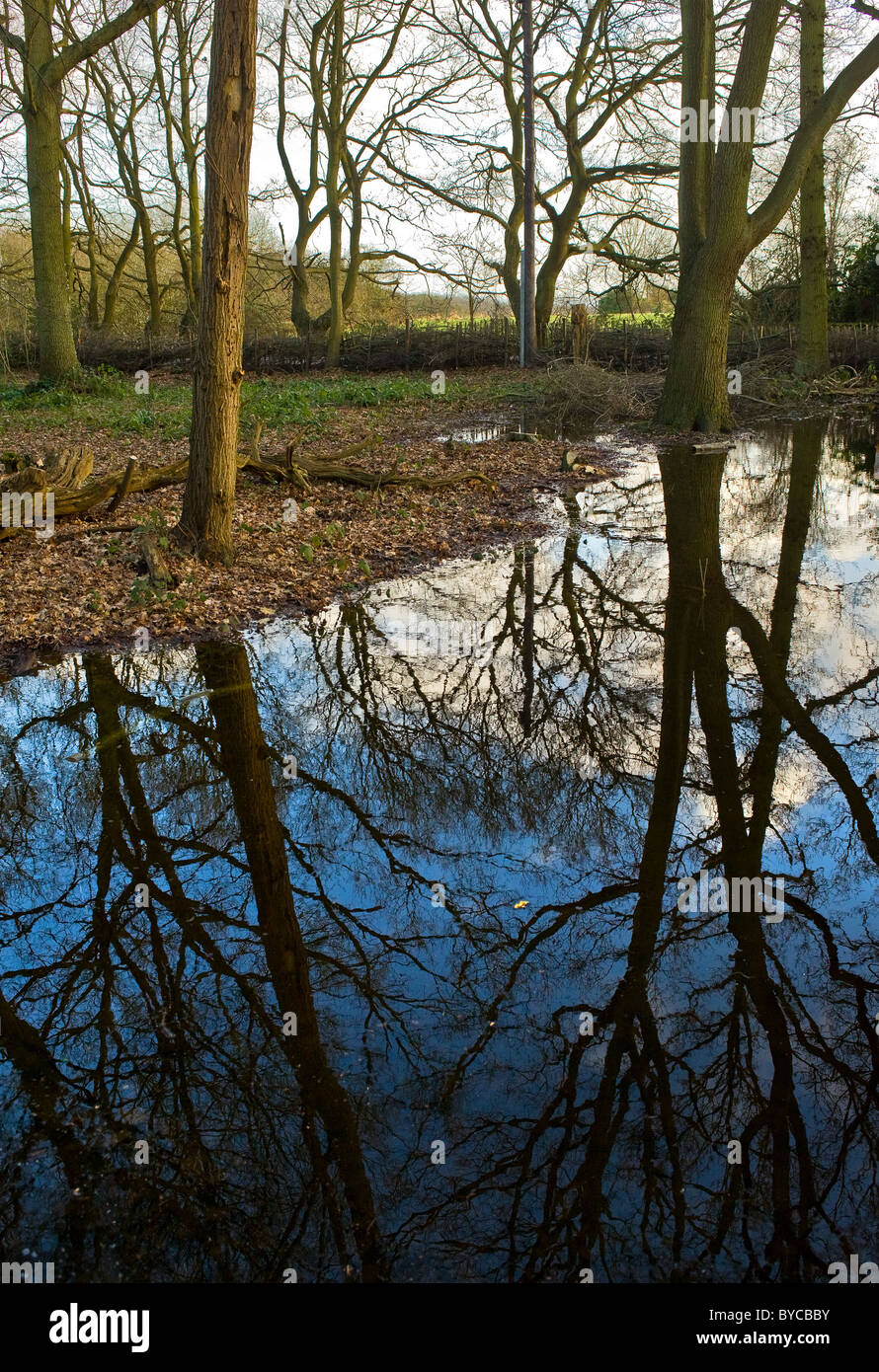 Norsey Woods Essex - Arbres se reflétant dans un étang à Norsey Woods dans l'Essex. Banque D'Images