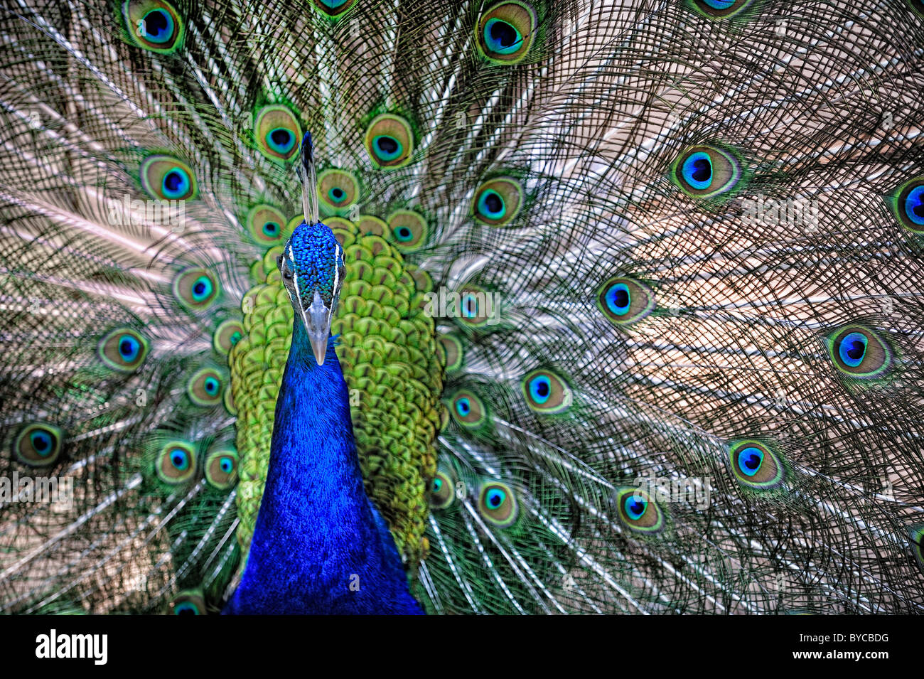 Pavo cristatus, paons indiens montrant afficher Banque D'Images
