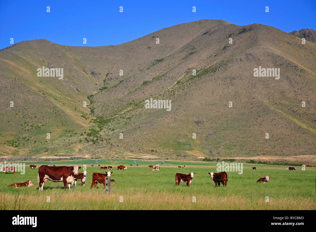 Le bétail dans la zone près de Twizel, région de Canterbury, île du Sud, Nouvelle-Zélande Banque D'Images