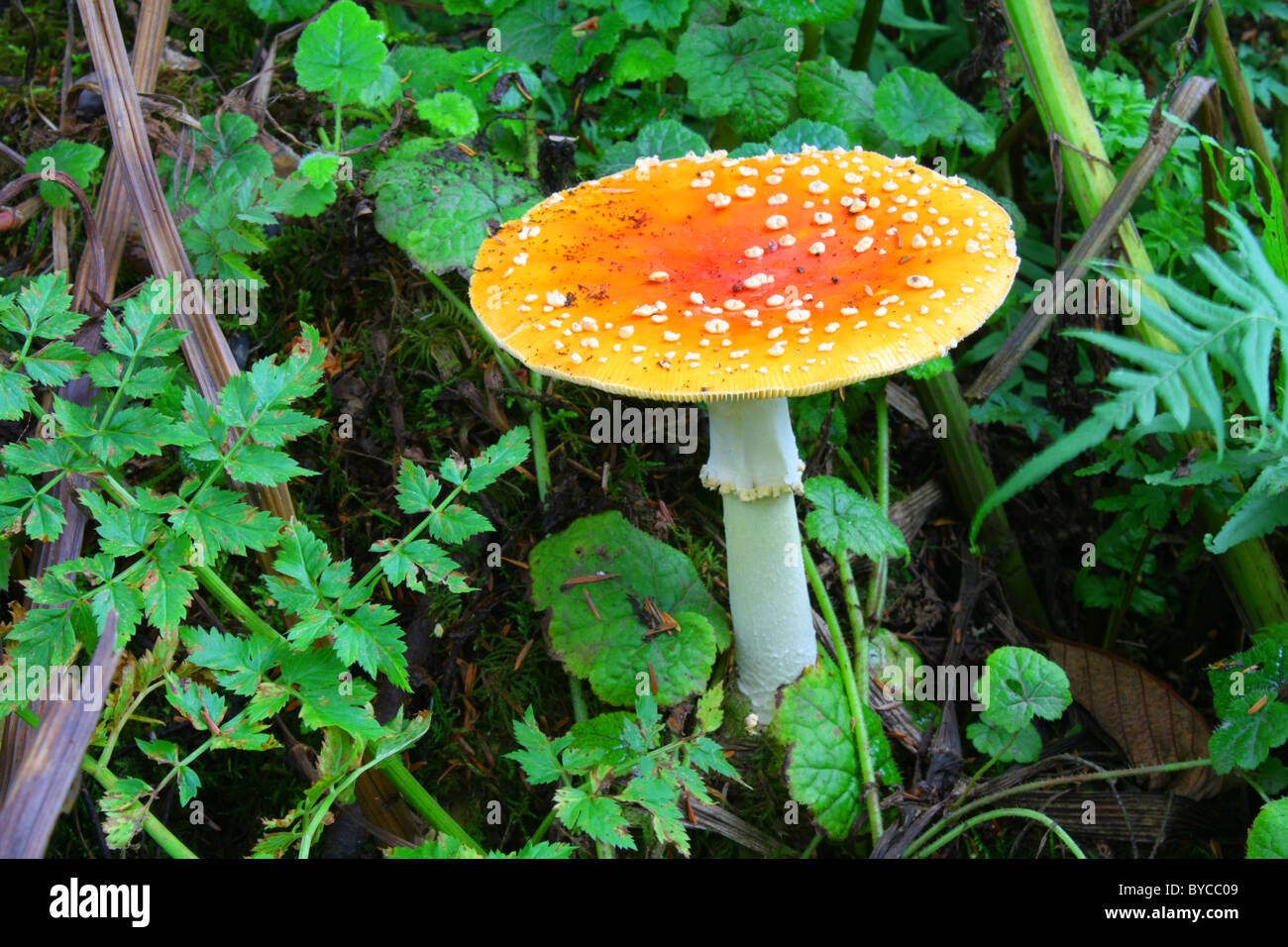 Un champignon champignons/blanc tacheté, avec bouchon orange vif (4.75 in) et blanc vitre -- Fly Agaric Amanite / Fly (Amanita muscaria). Banque D'Images
