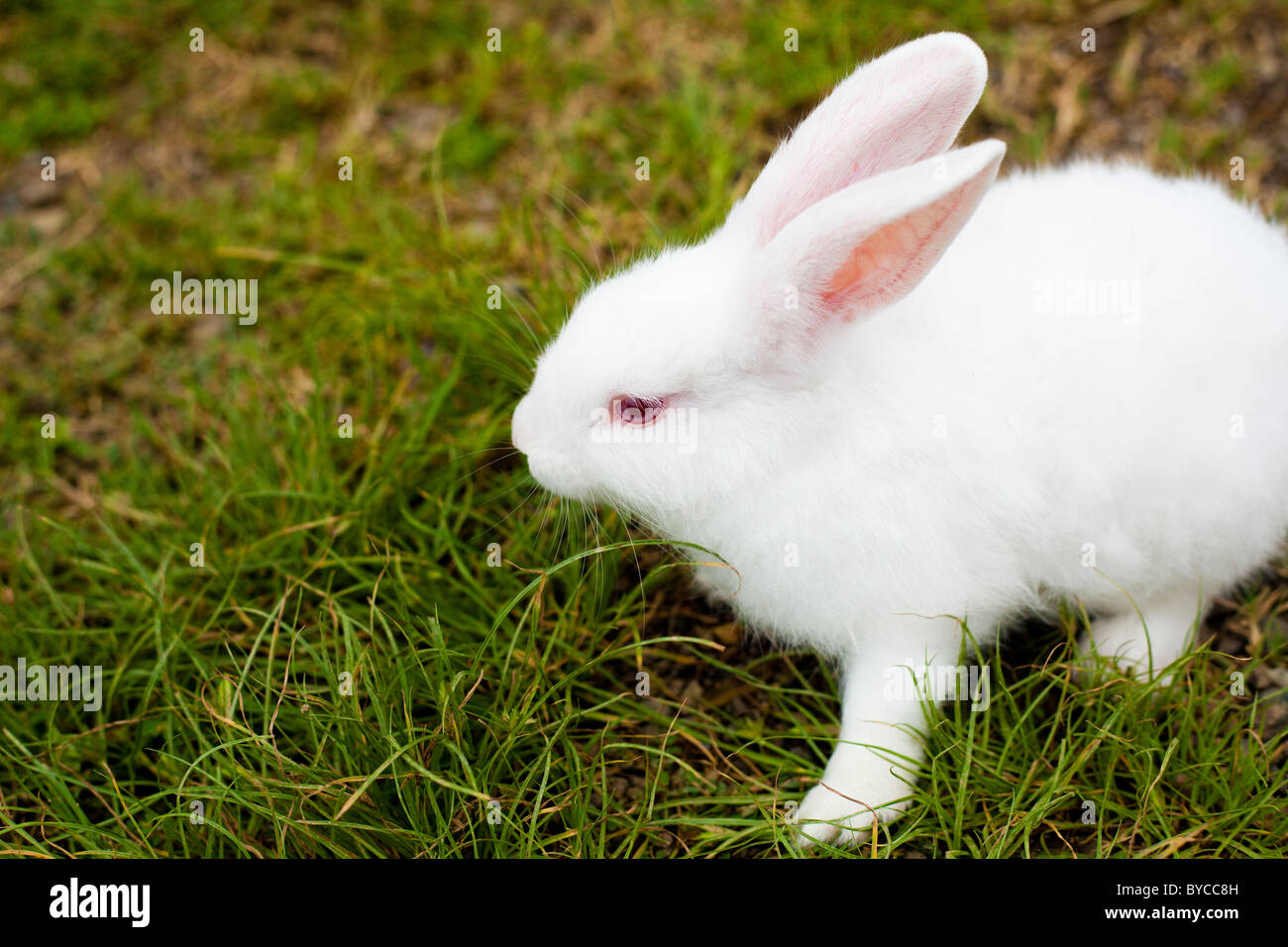 Lavage, blanchissage, ligne de vêtements, vêtements, vêtements, voile, canot, de pierre, de palmiers, de palmier, portobello, la vie du village, village Banque D'Images