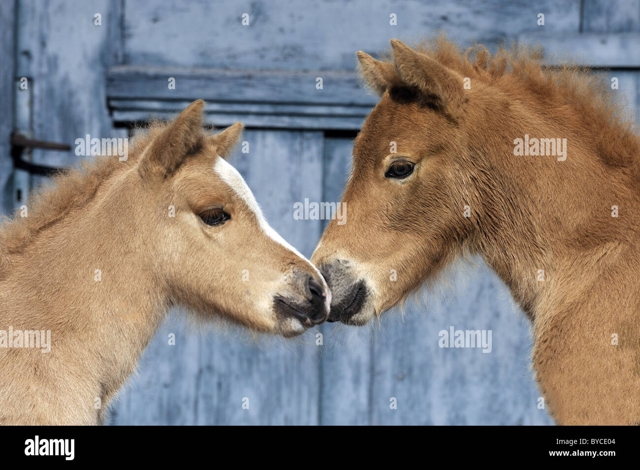 Cheval islandais (Equus ferus caballus). Paire de poulains d'essence à l'autre. Banque D'Images