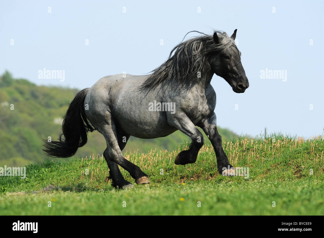 Noriker Cheval (Equus ferus caballus), étalon dans un galop sur un pâturage. Banque D'Images