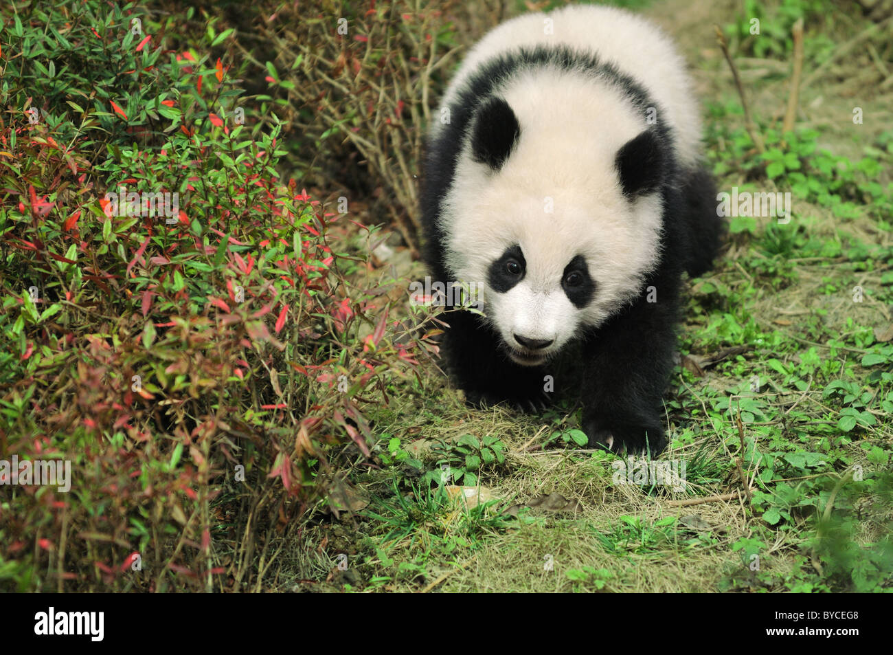 panda à pied Banque D'Images