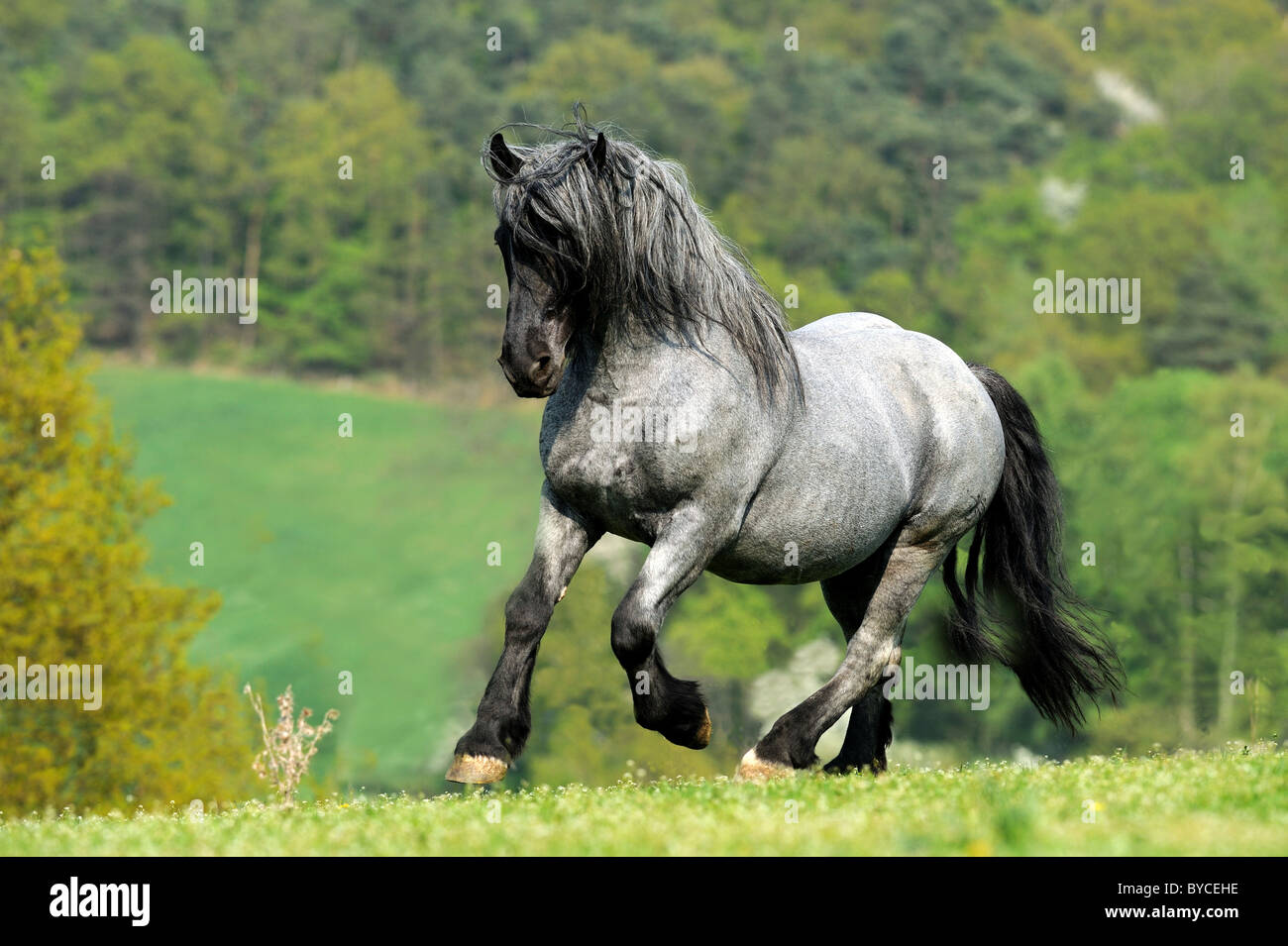 Noriker Cheval (Equus ferus caballus), étalon dans un galop sur un pâturage. Banque D'Images