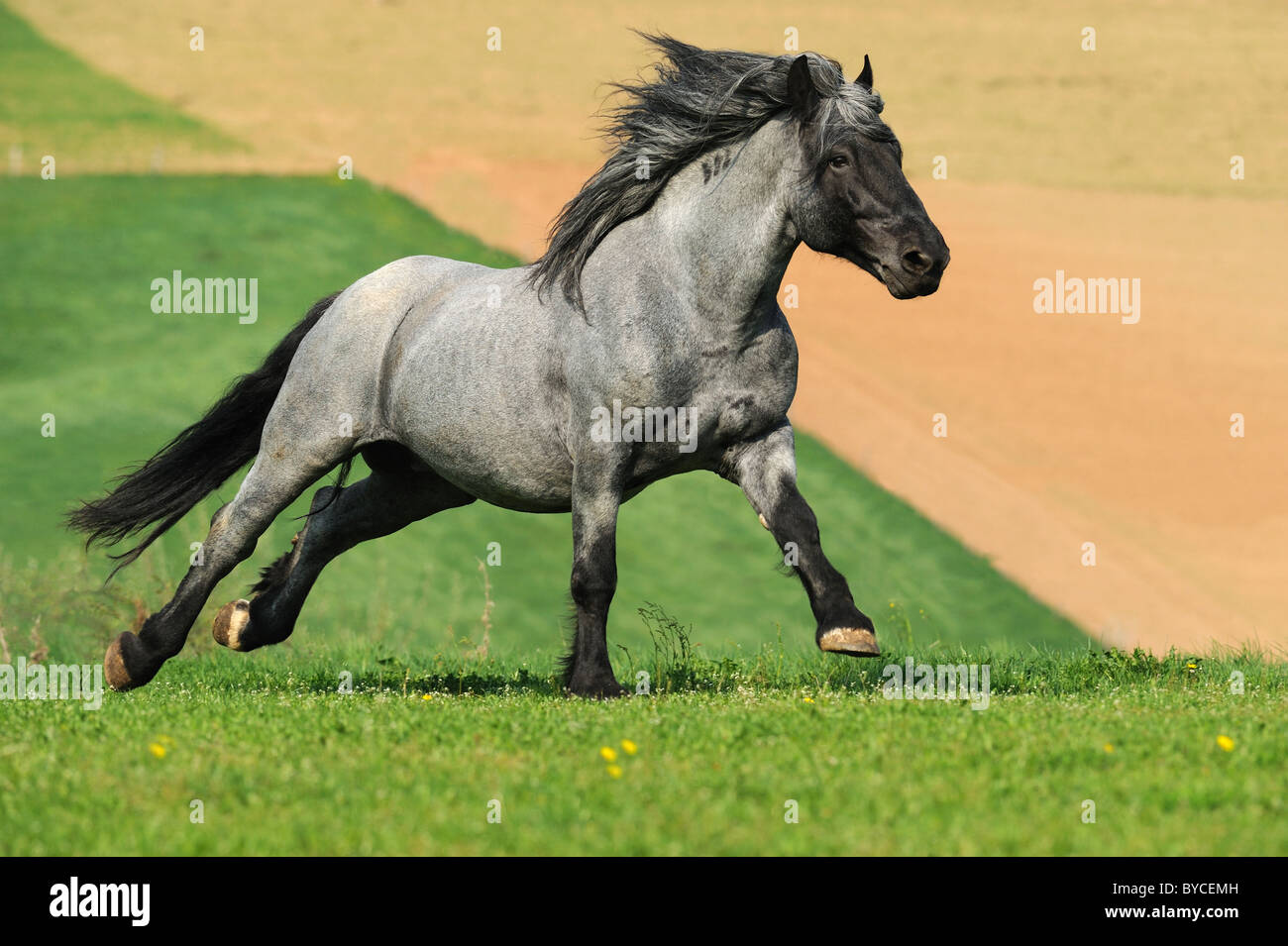 Noriker Cheval (Equus ferus caballus), étalon dans un galop sur un pâturage. Banque D'Images
