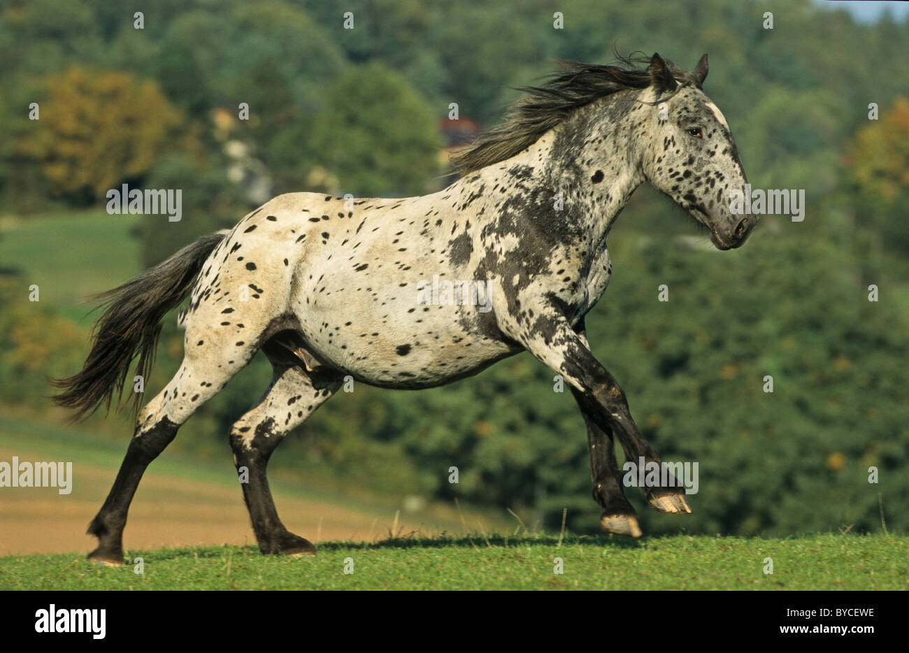 Noriker Cheval (Equus ferus caballus) hongre, dans un galop sur un pâturage. Banque D'Images