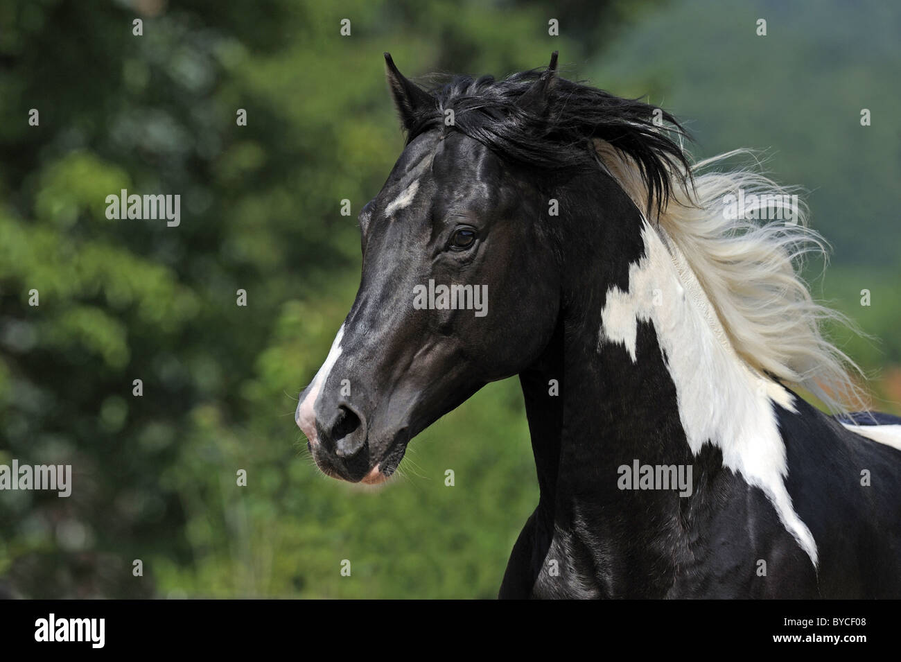 Peindre le Cheval (Equus ferus caballus). Portrait d'un étalon noir et wihite avec mane qui coule. Banque D'Images