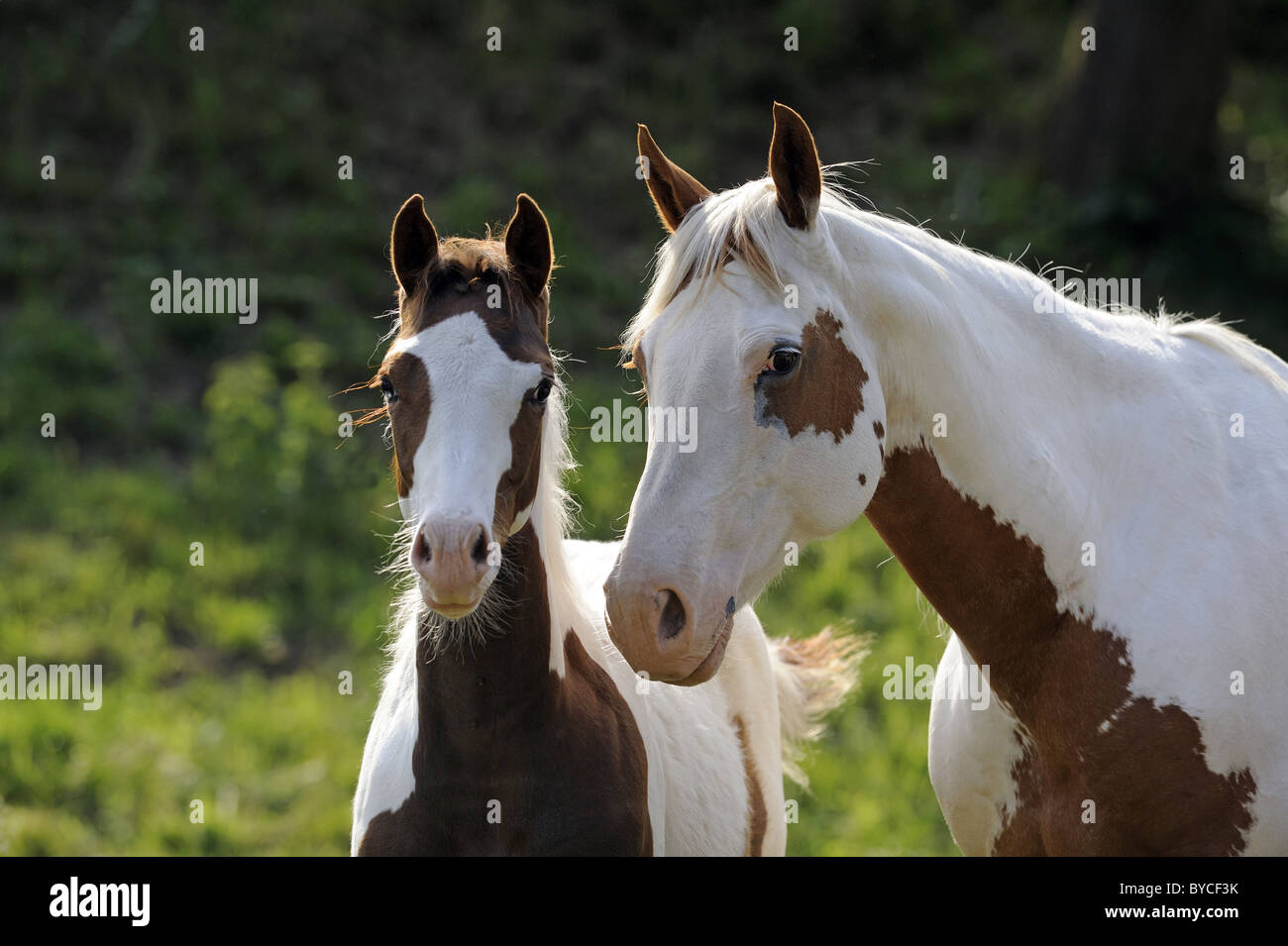 American Paint horse (Equus ferus caballus), portrait d'une jument avec poulain. Banque D'Images
